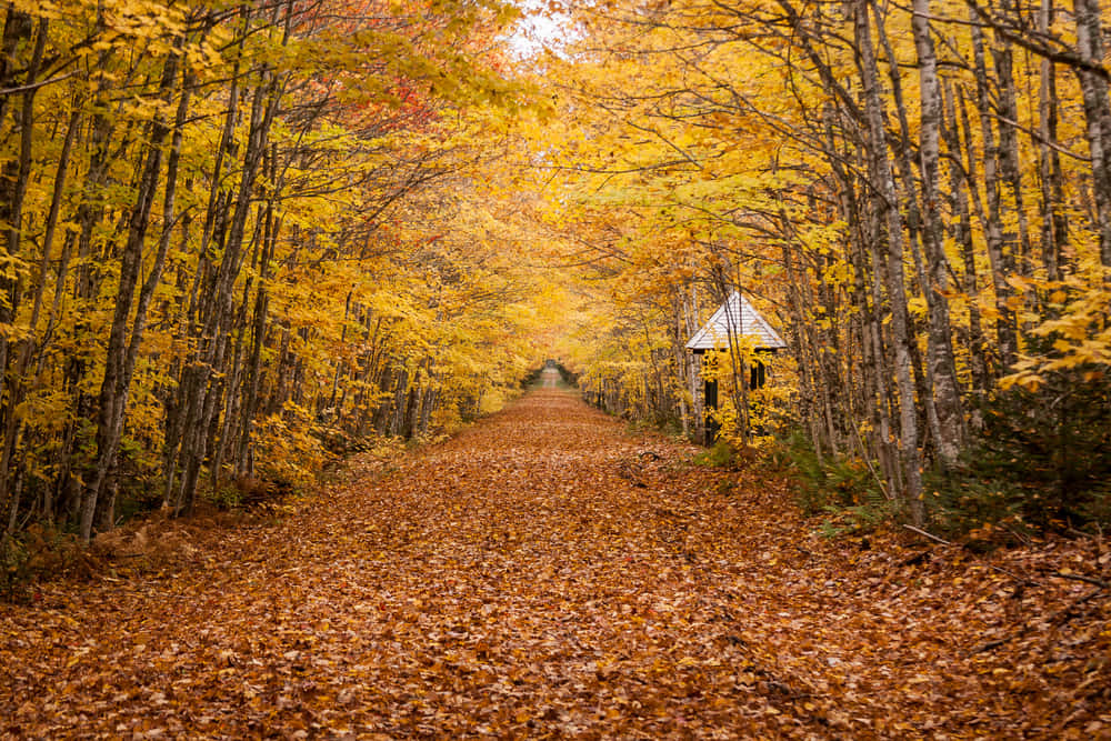 Fall Road, golden autumn leaves, winding forest path, SD Desktop Wallpaper