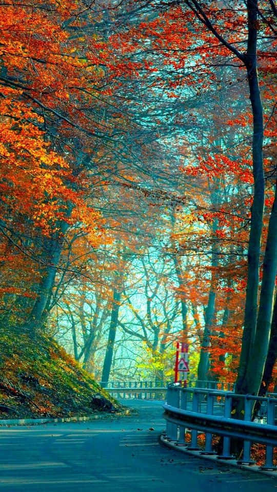 winding road, forest, fiery orange and red autumn leaves, SD Phone Wallpaper