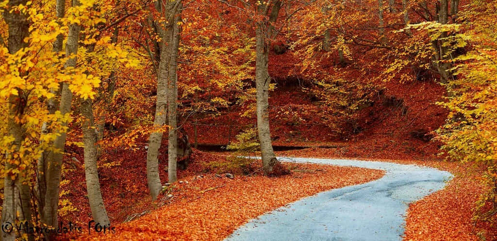 Fall Road, winding blue path, forest, SD Desktop Wallpaper
