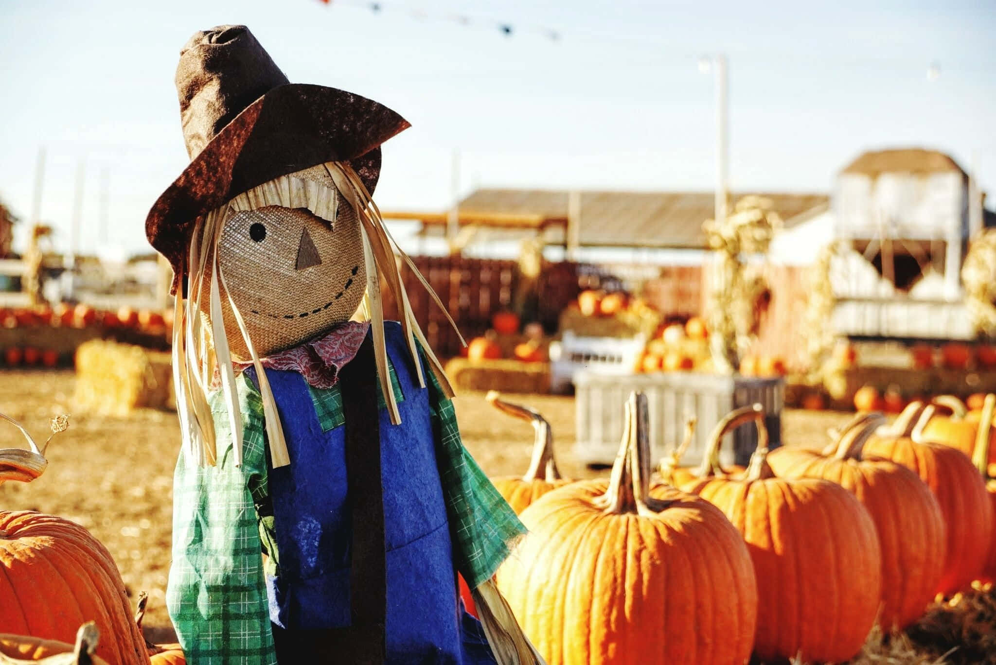 Fall Scarecrow, cowboy hat, pumpkins, Full HD Desktop Wallpaper