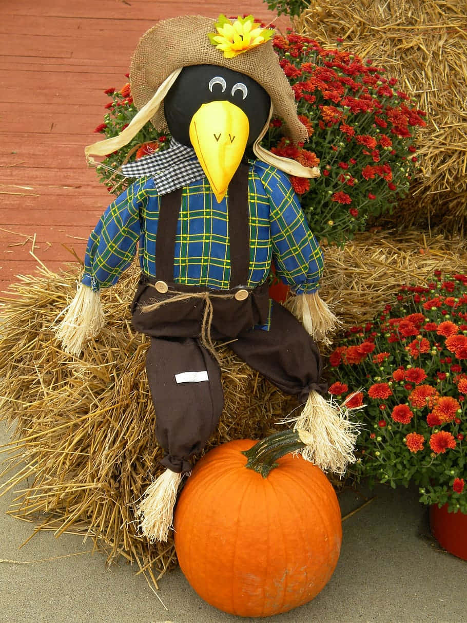 Fall Scarecrow, yellow beak, plaid shirt, SD Phone Wallpaper