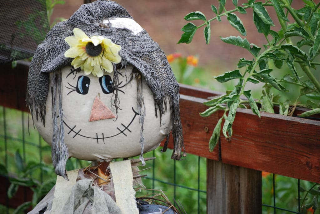 fall scarecrow, yellow flower, gray burlap hat, SD Desktop Wallpaper