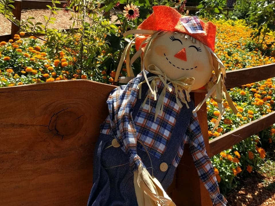 fall scarecrow, red hat, plaid shirt, SD Desktop Wallpaper