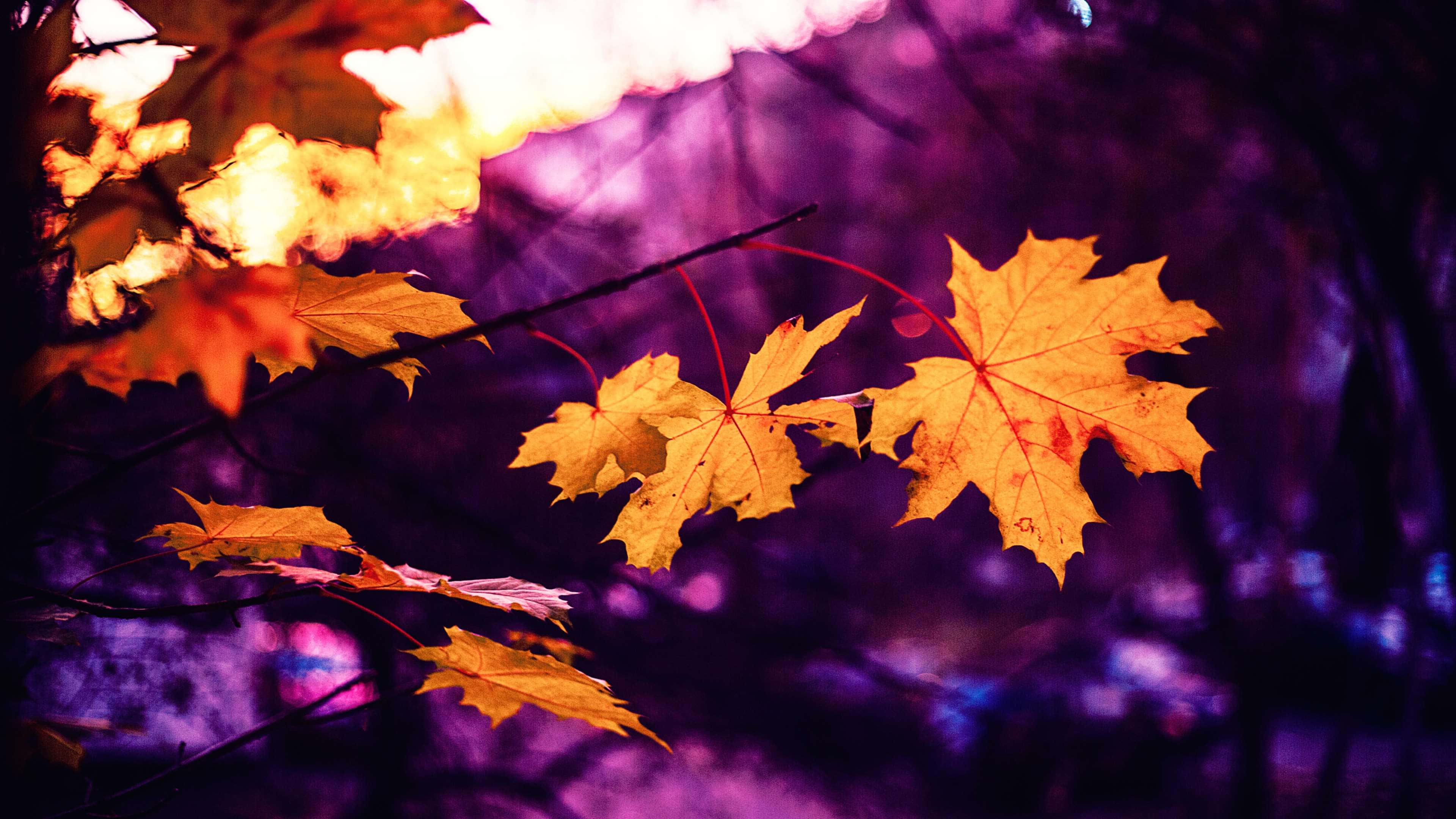 golden maple leaves, deep purple twilight forest, Fall Scenes, 4K Desktop Wallpaper