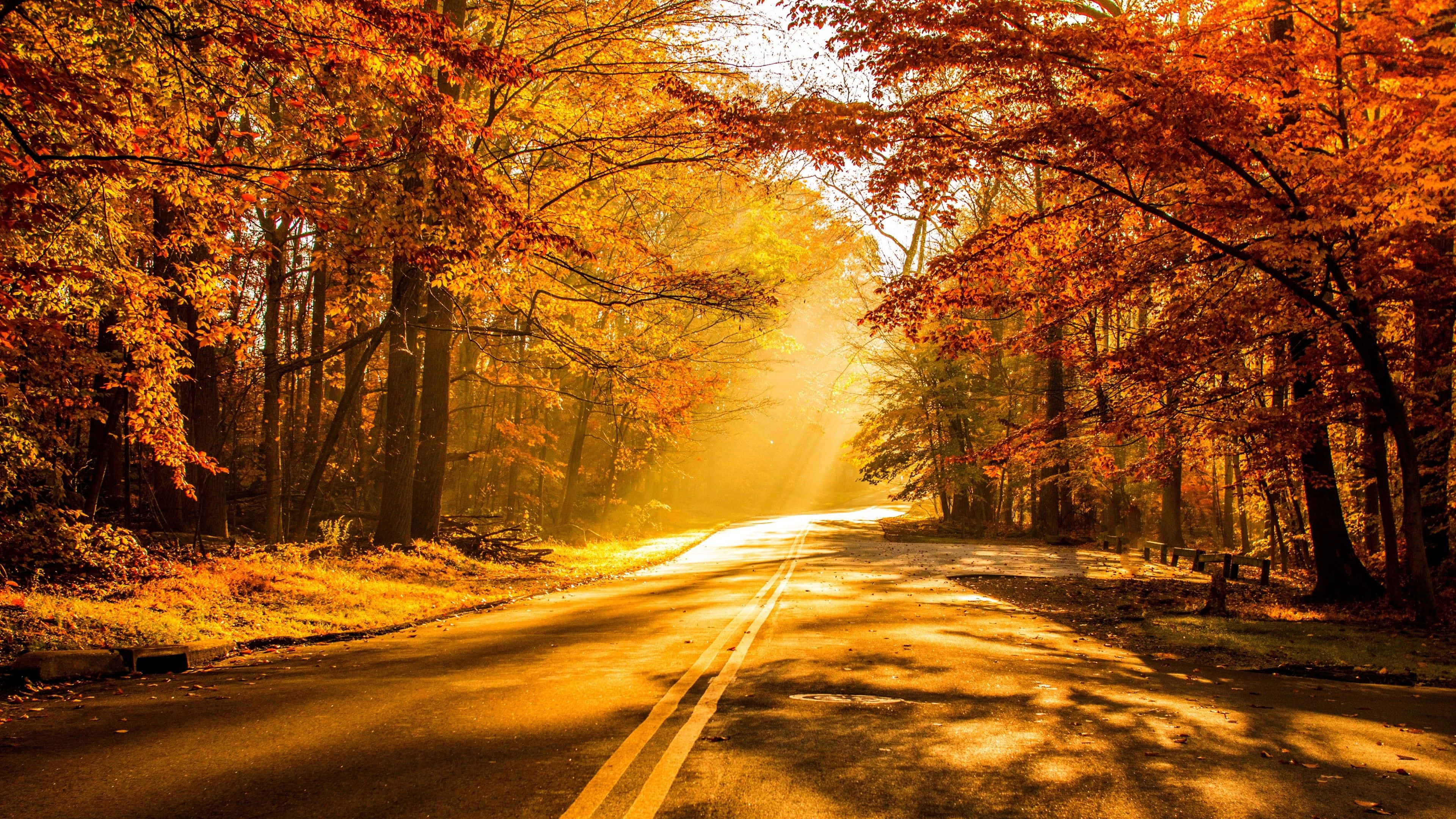 golden orange autumn leaves, winding road, forest, 4K Desktop Wallpaper