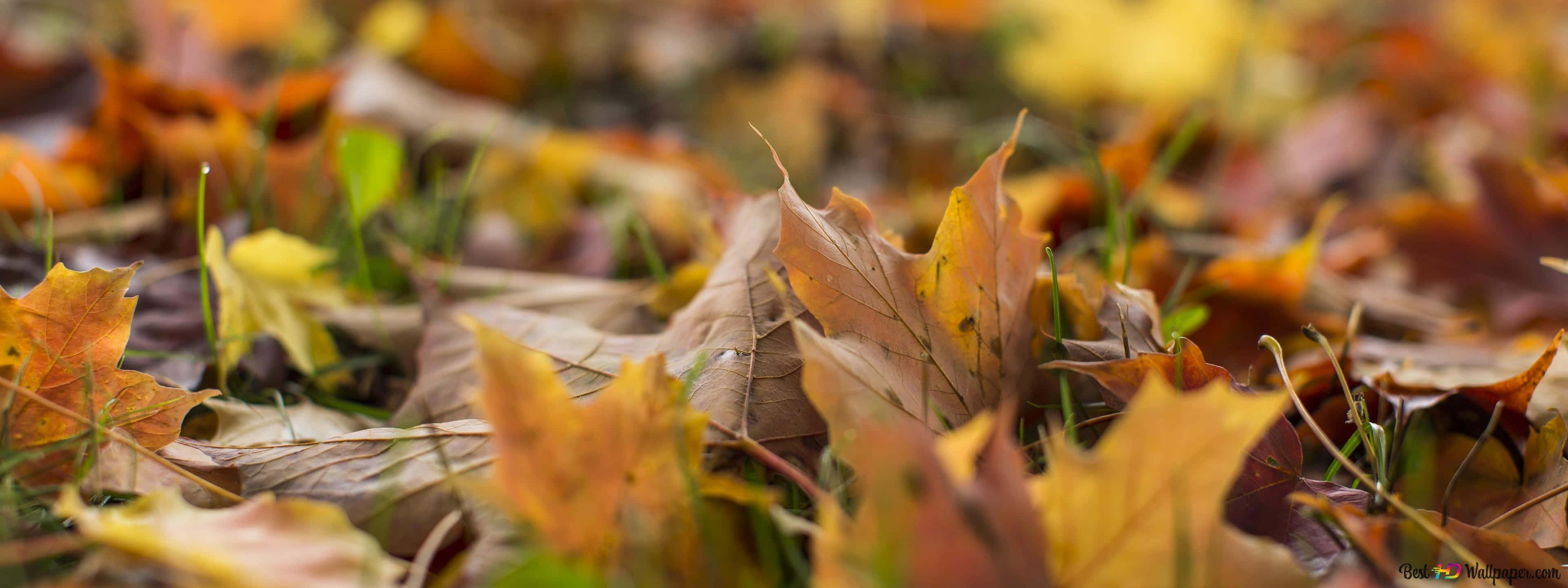 Fall Scenes, autumn leaves, shades of orange and brown, 4K Desktop Wallpaper