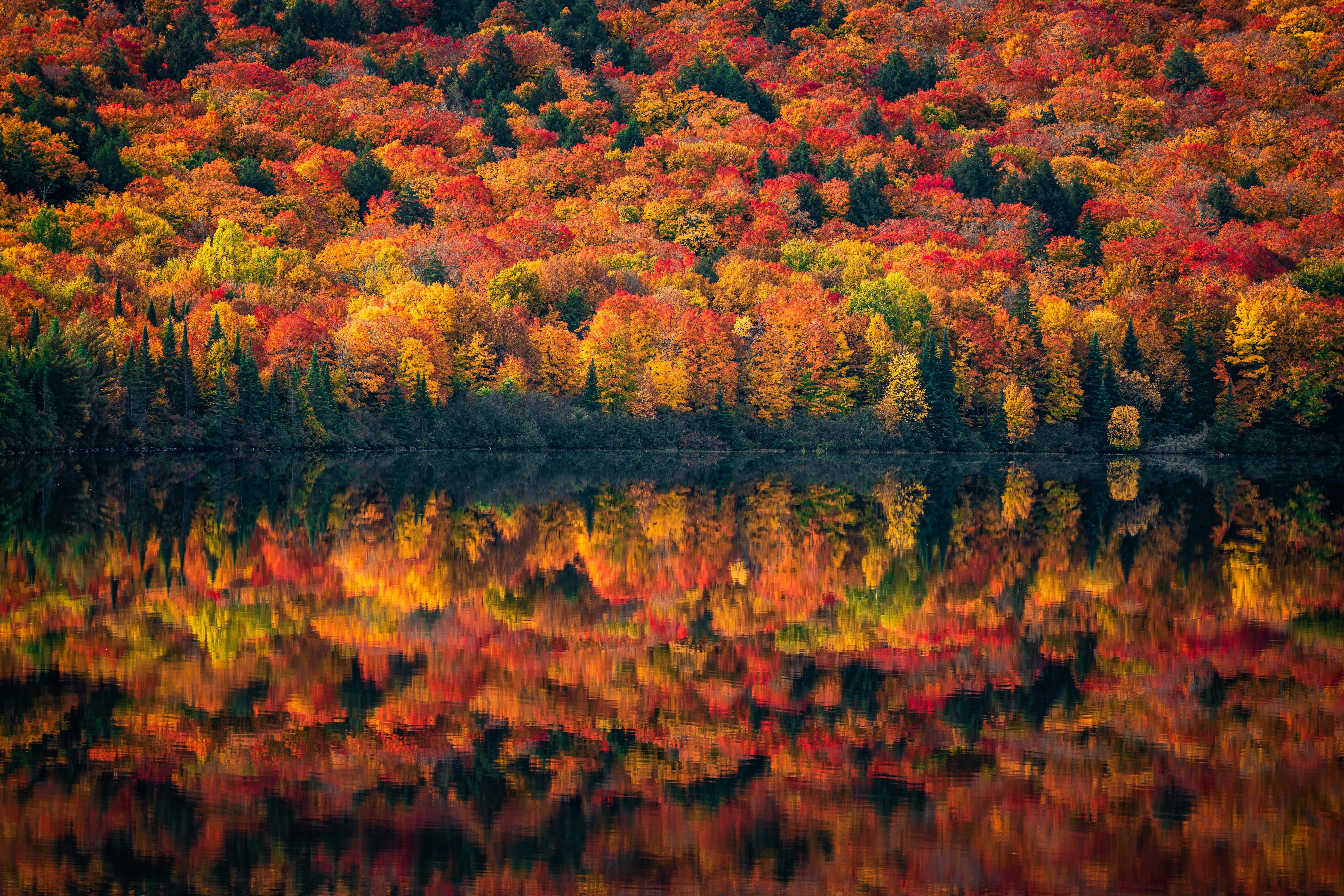 Fall Scenes, autumn forest, fiery red orange and yellow leaves, 5K Desktop Wallpaper