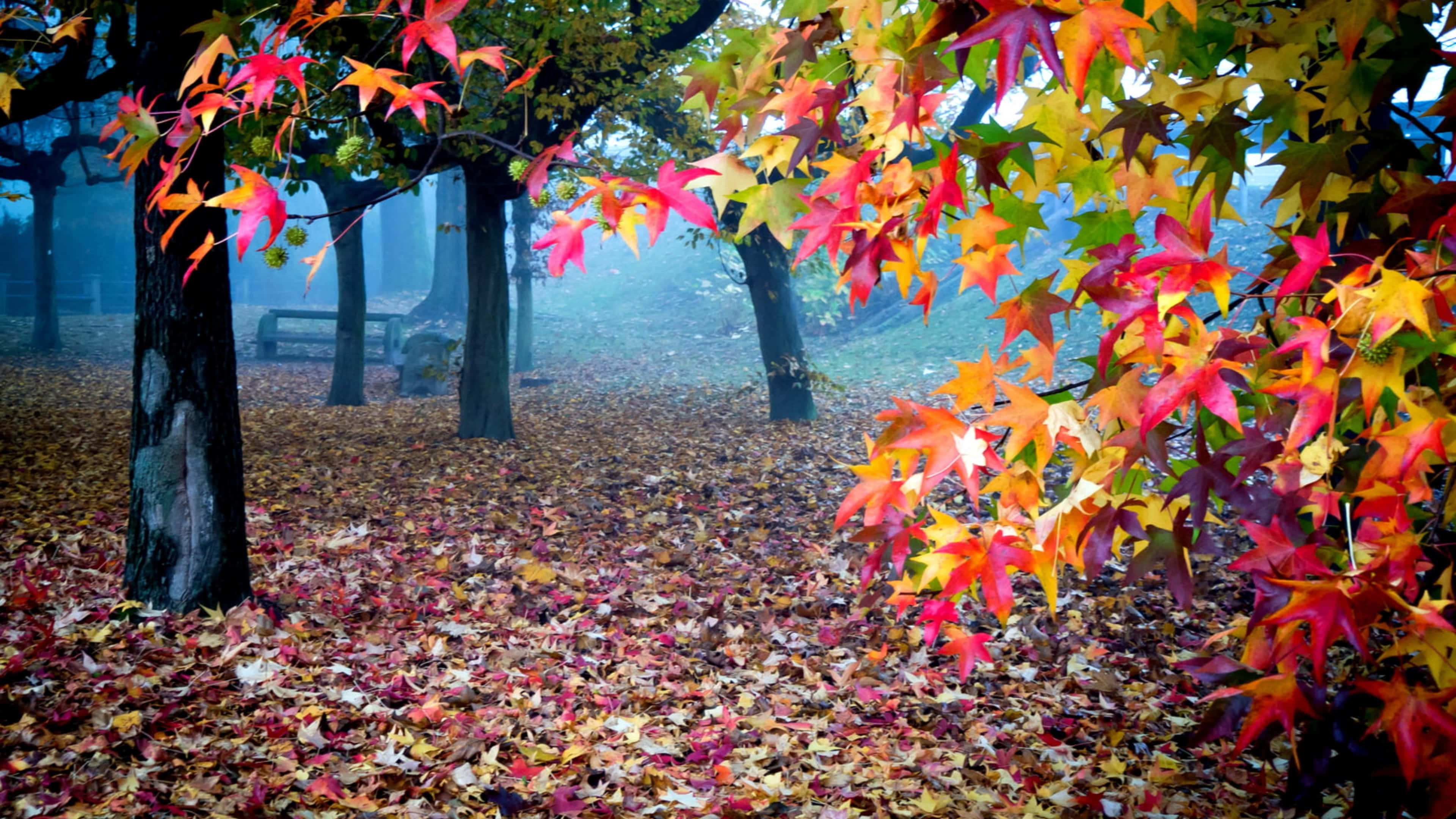 autumn woods, fiery reds, oranges, 4K Desktop Wallpaper