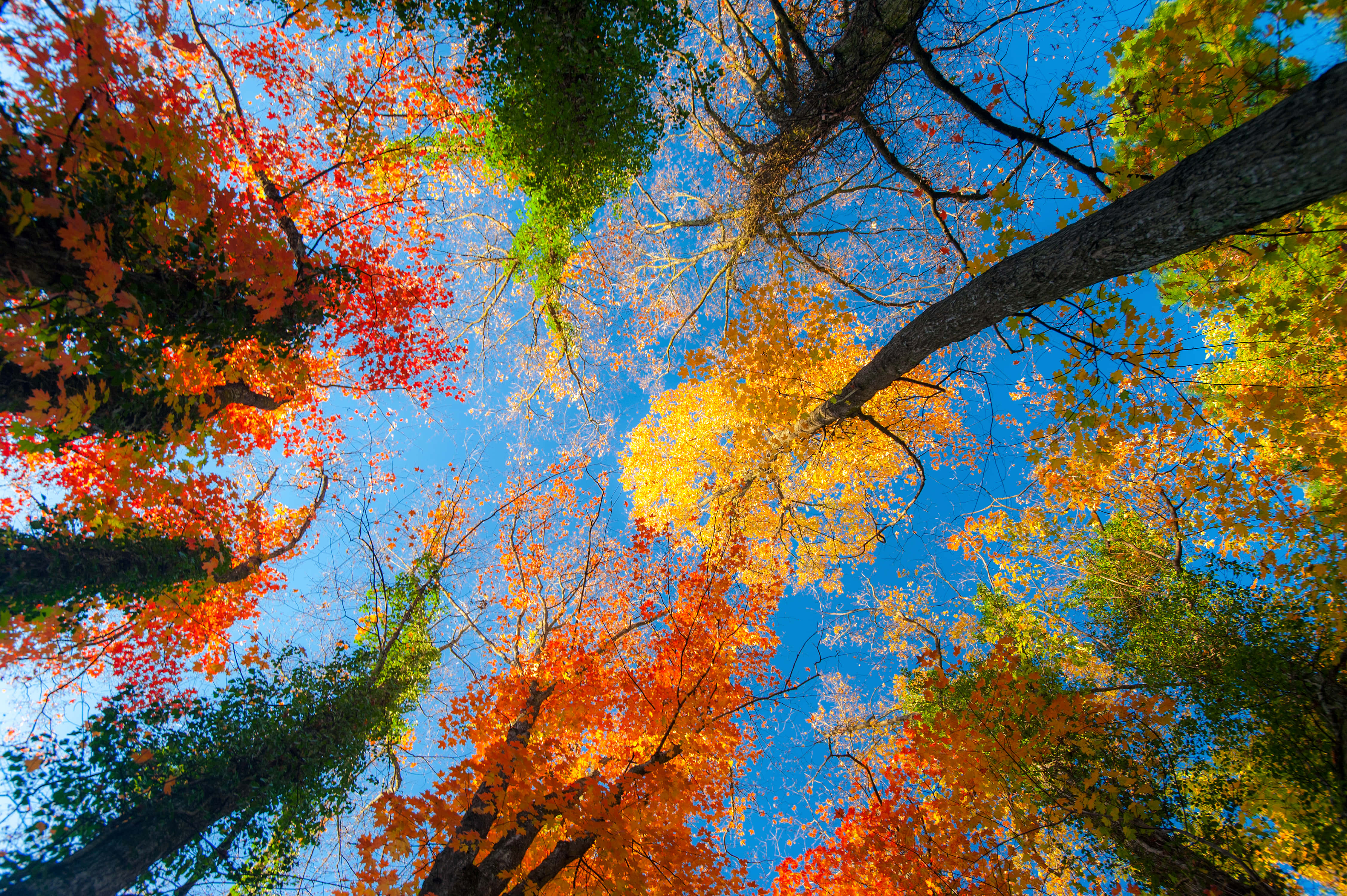 Fall Scenes, tall trees, fiery red orange leaves, 4K Desktop Wallpaper