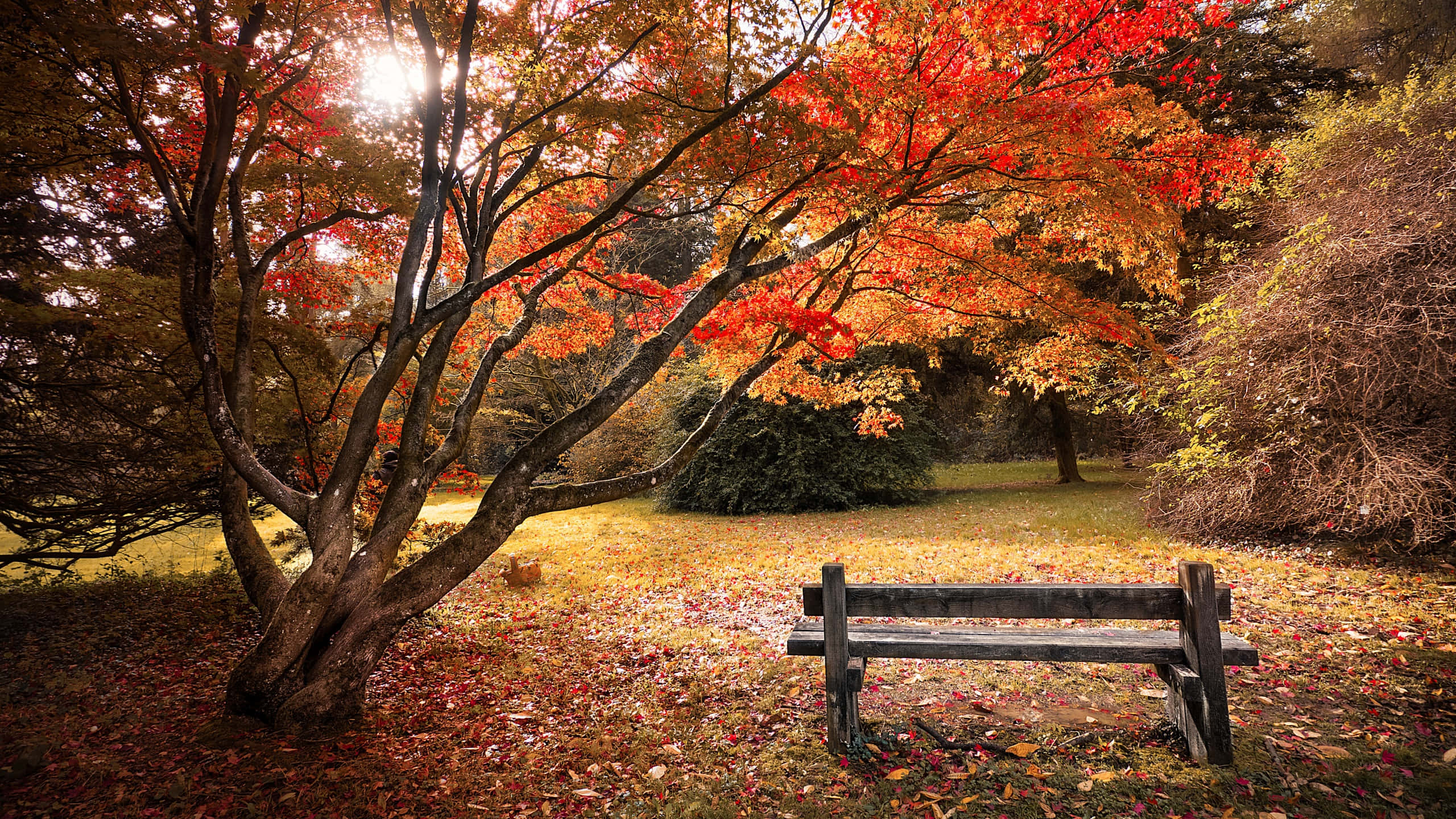 autumn tree, fiery red leaves, wooden bench, 2K Desktop Wallpaper