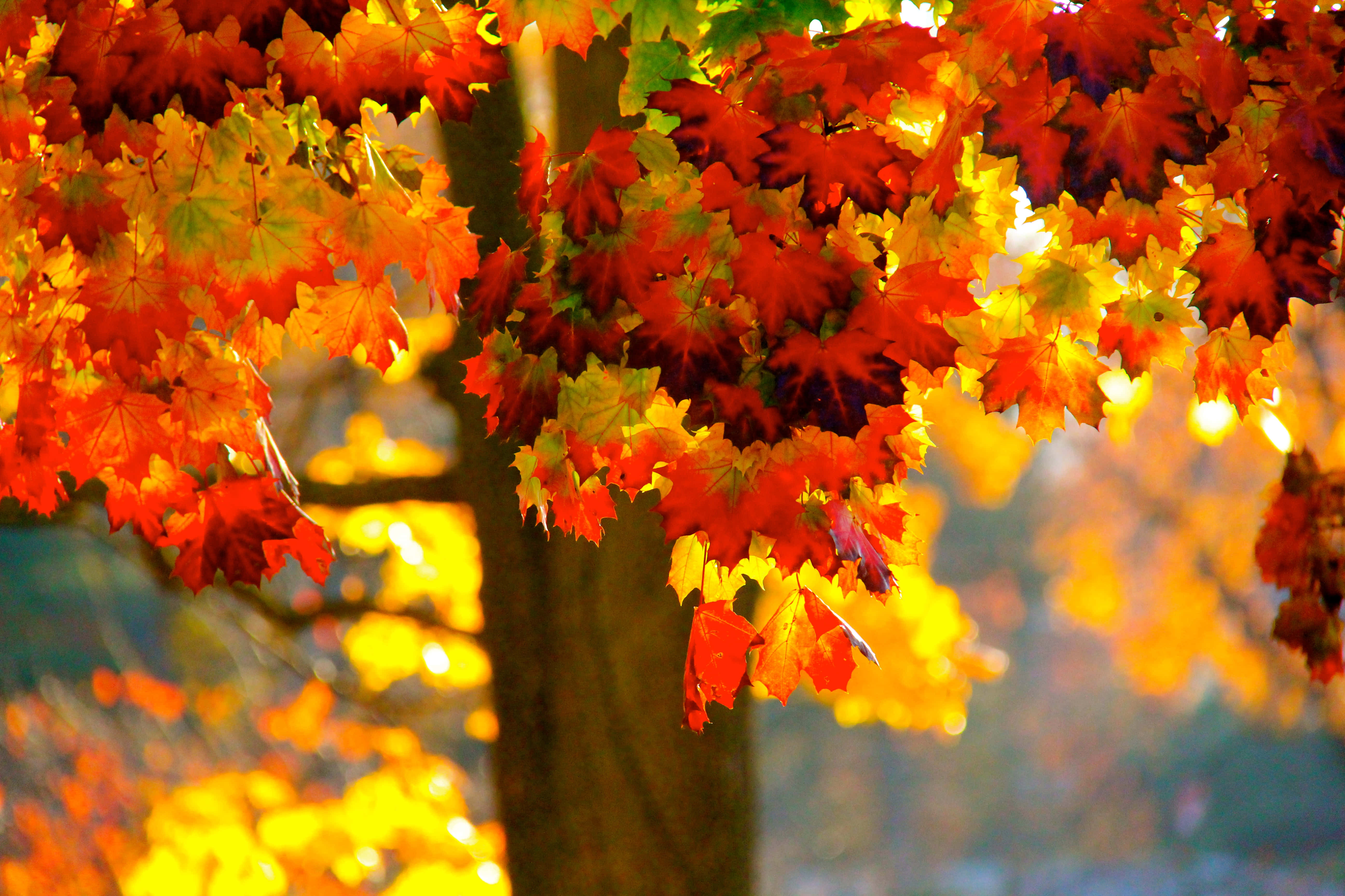 autumn maple leaves, warm sunlight, dense canopy, 5K Desktop Wallpaper