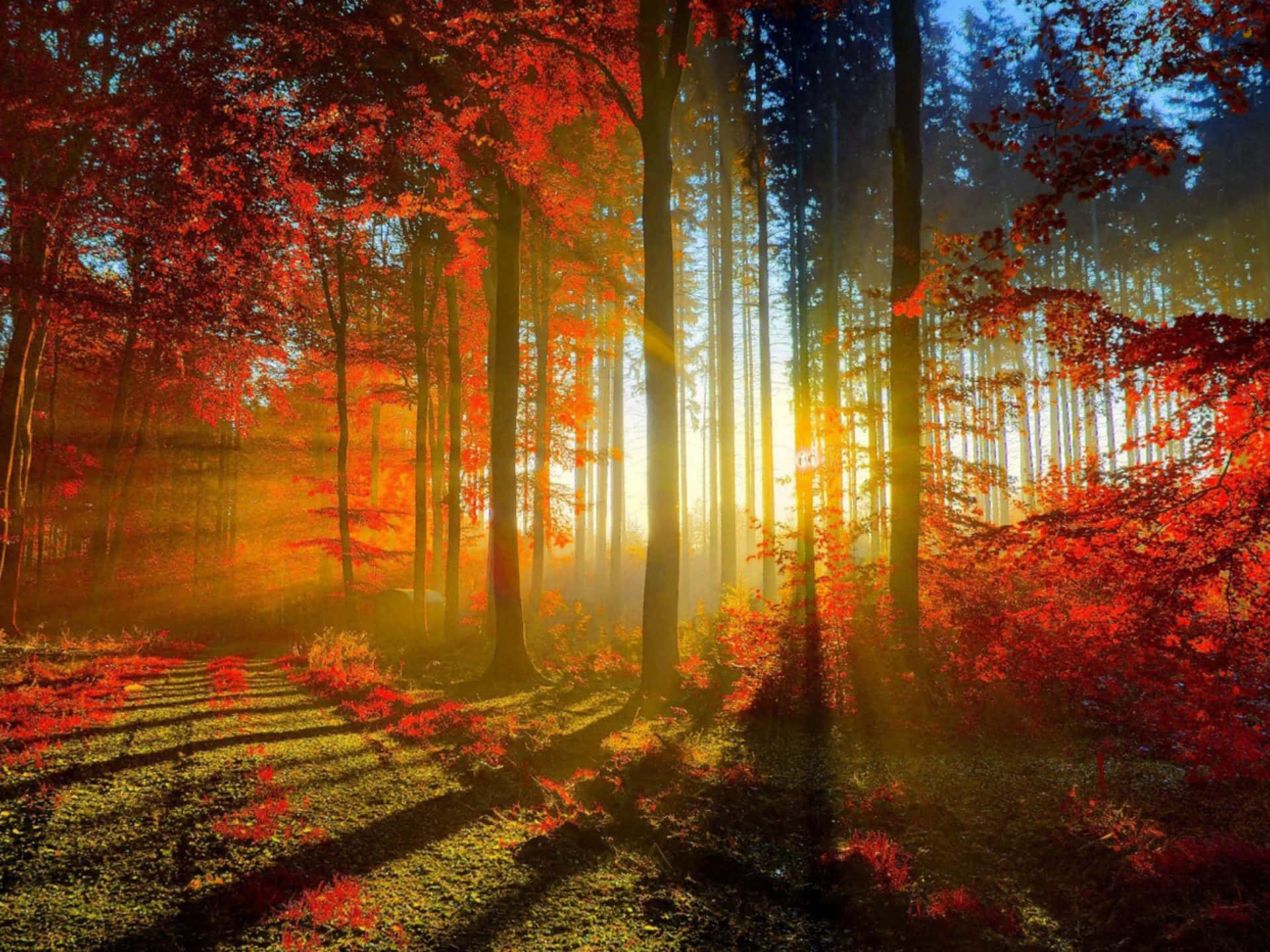 Fall Scenes, vibrant red autumn trees, golden rays, Full HD Desktop Wallpaper