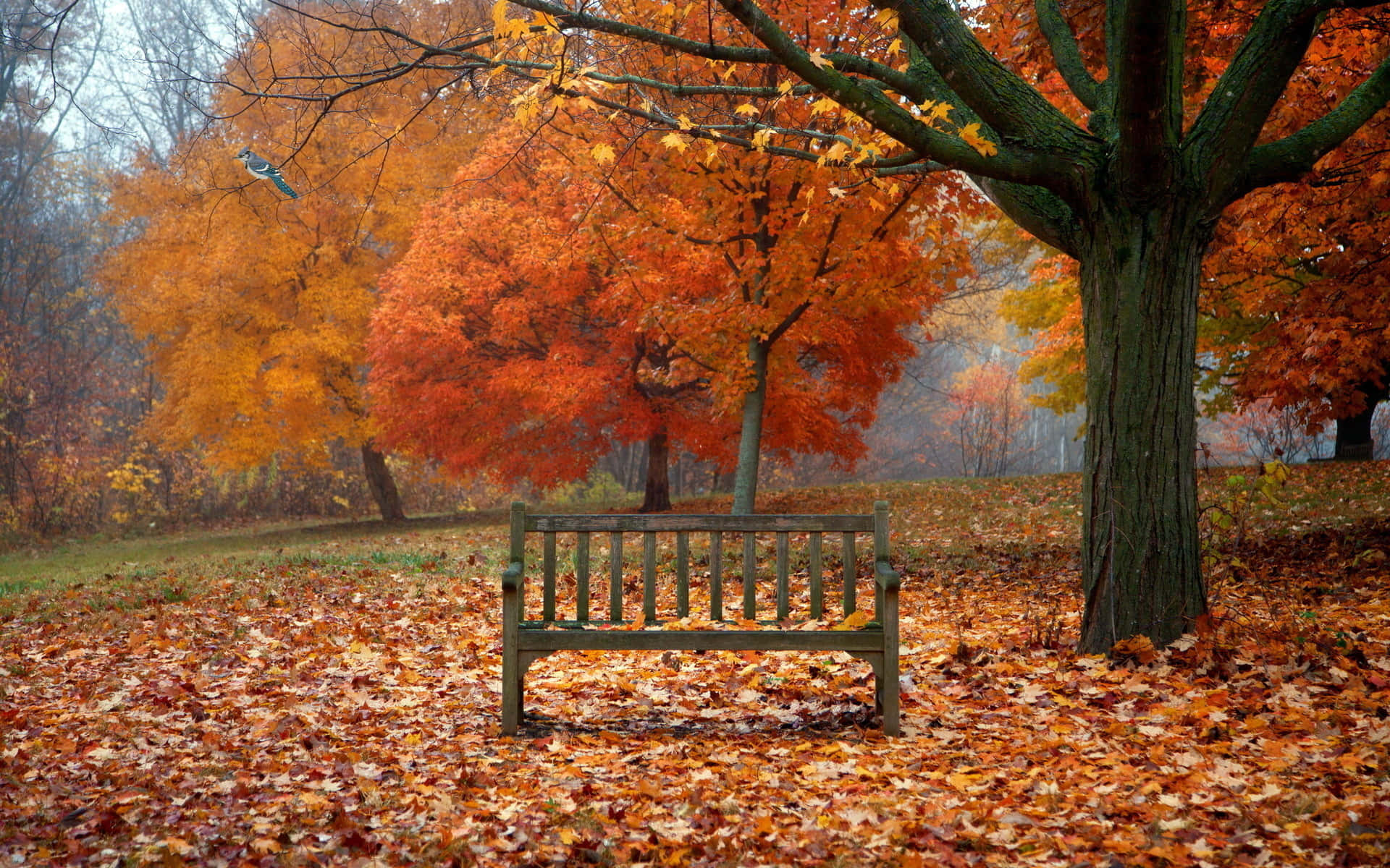 autumn tree, orange leaves, wooden bench, Full HD Desktop Wallpaper