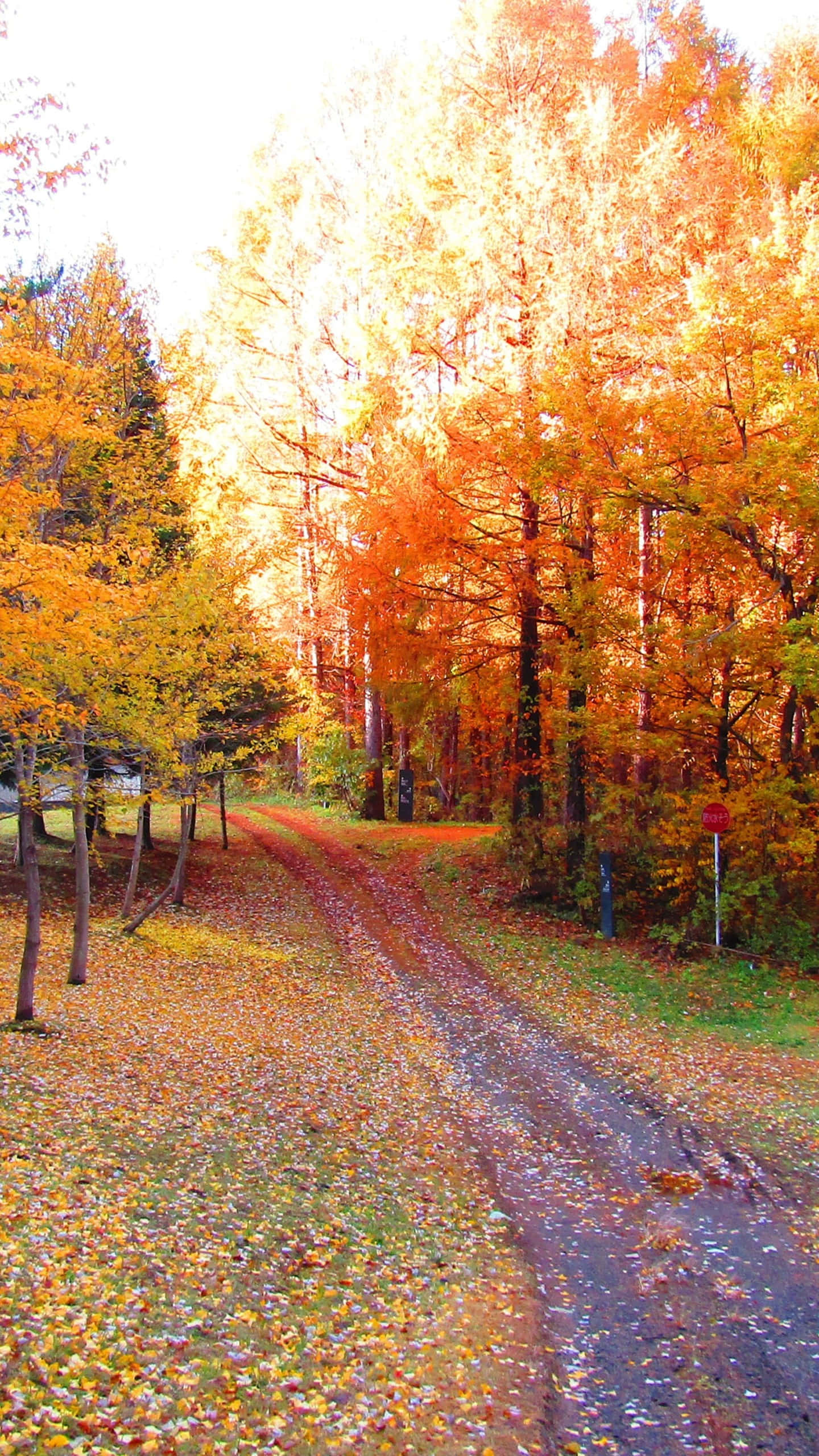 vibrant autumn forest, winding dirt road, fallen orange and yellow leaves, 2K Phone Wallpaper