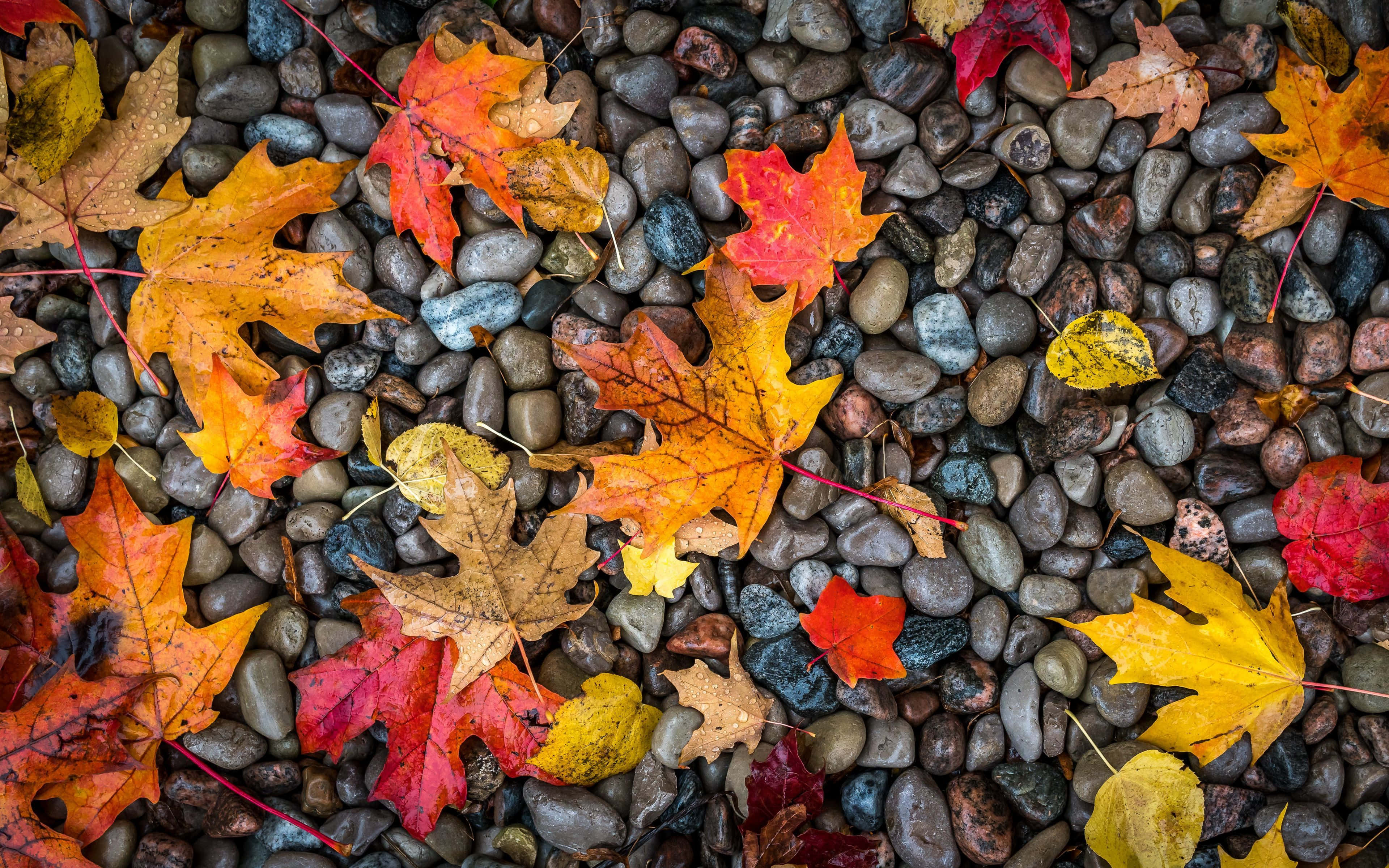 autumn foliage, red and orange hues, maple leaves, 4K Desktop Wallpaper