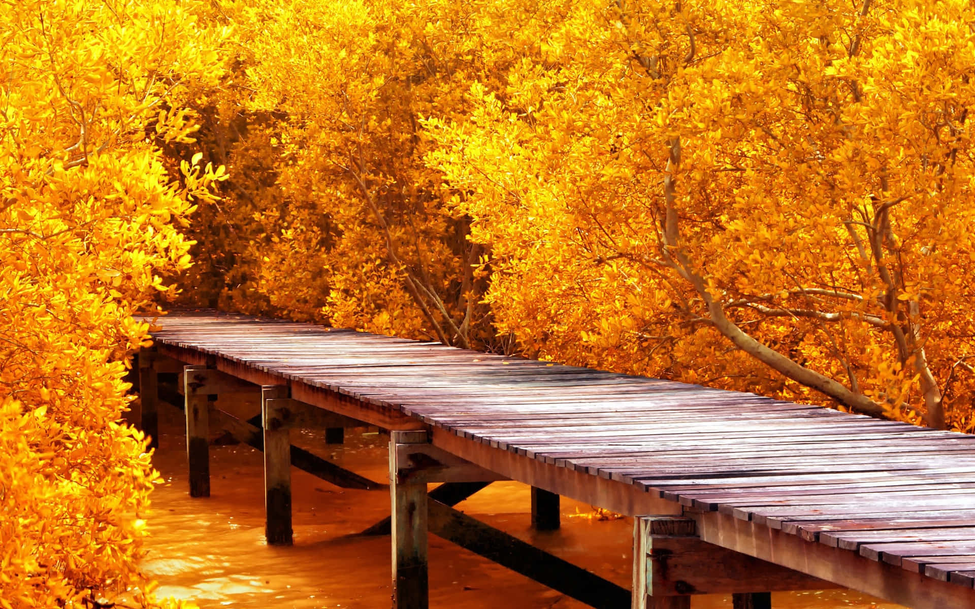 fall scenes, wooden boardwalk, dense forest, Full HD Desktop Wallpaper