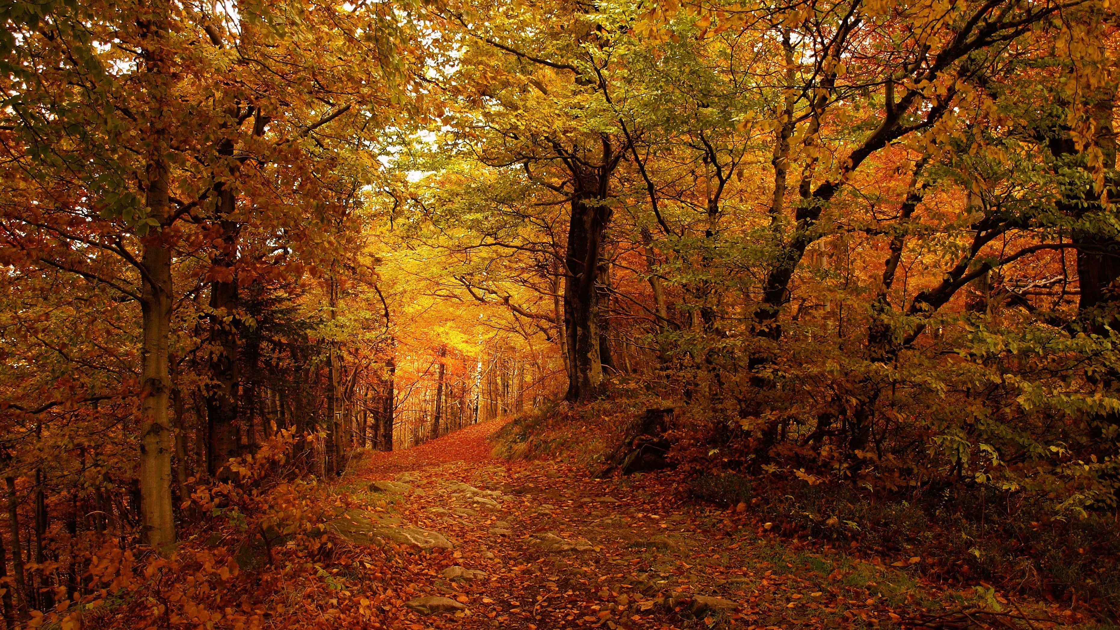 Fall Scenes, winding forest path, golden orange leaves, 2K Desktop Wallpaper