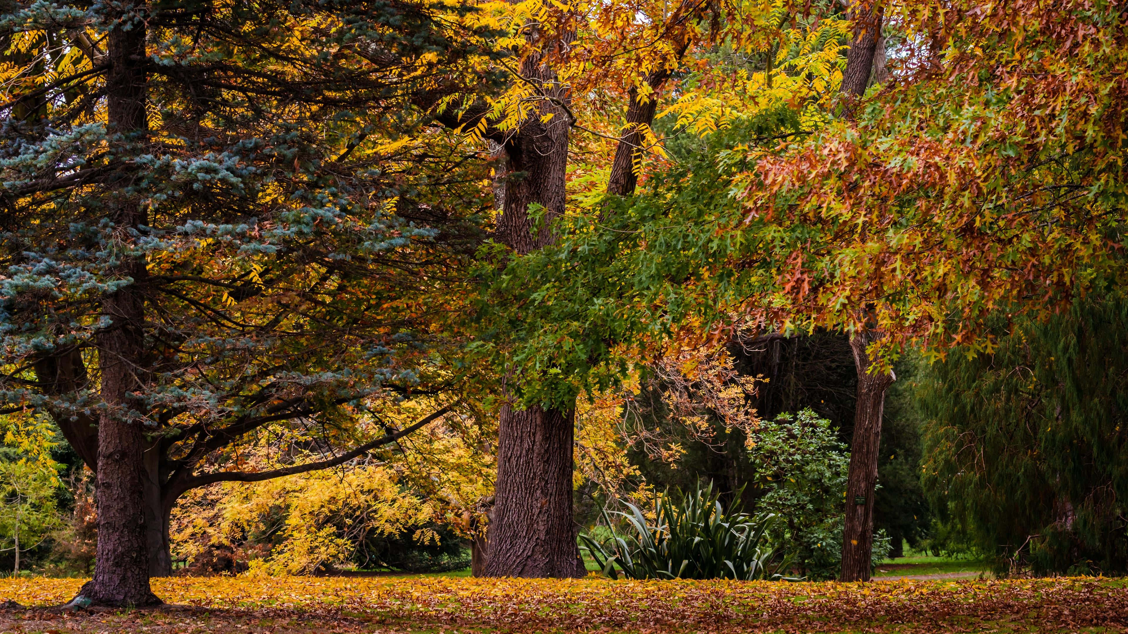 autumn forest, golden leaves, towering trees, 4K Desktop Wallpaper