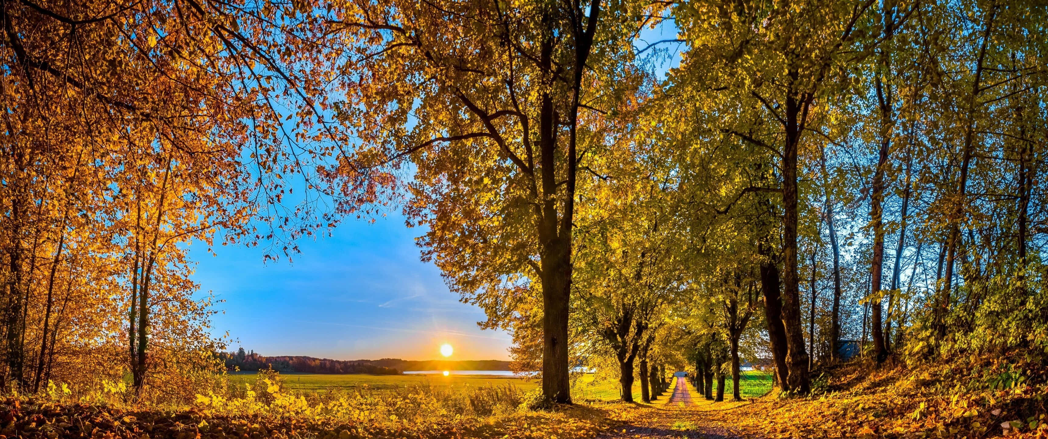 3440x1440, fall, golden autumn path, 2K Desktop Wallpaper