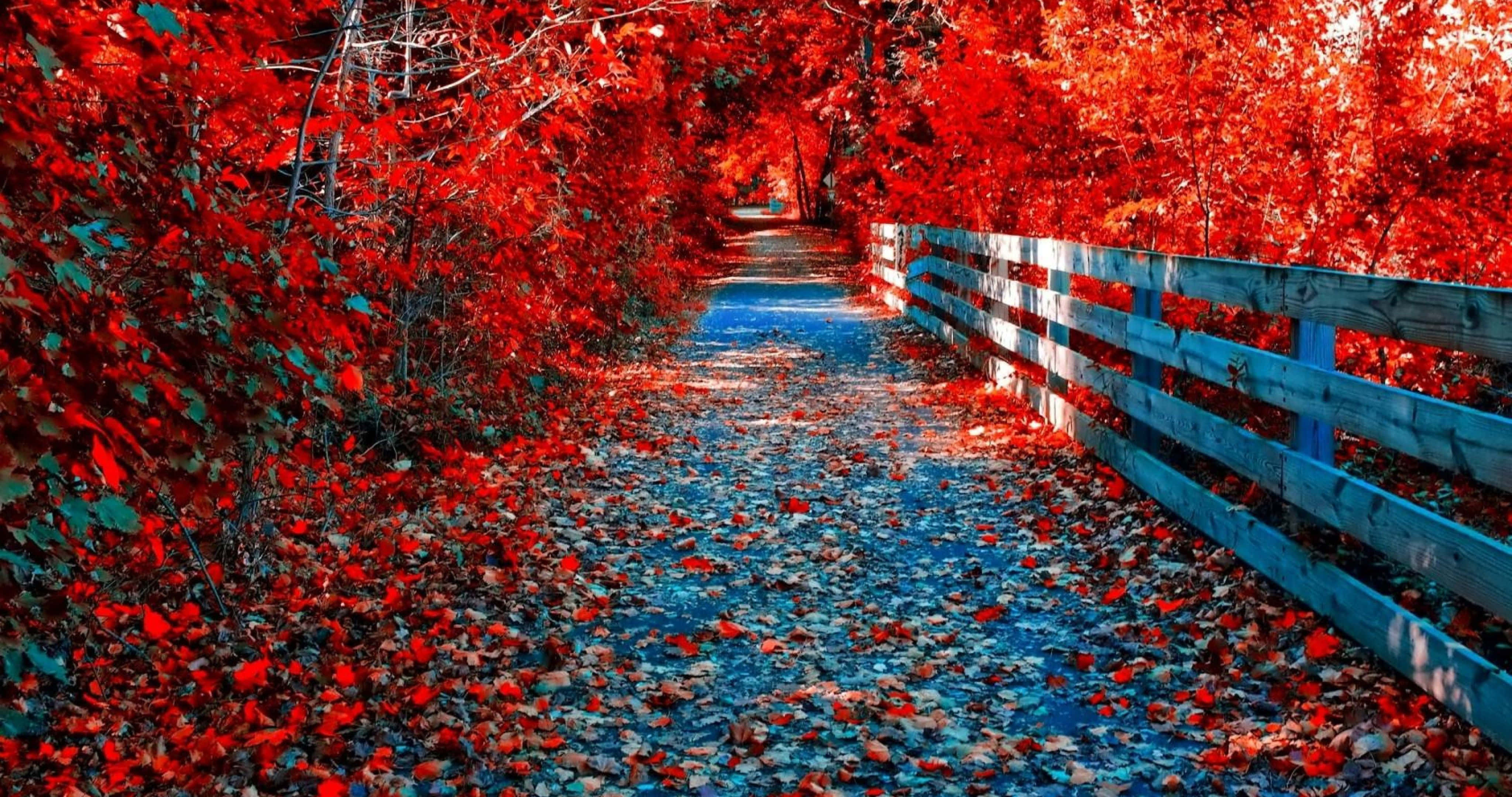 fall scenes, red leaves, fiery autumn trees, 4K Desktop Wallpaper