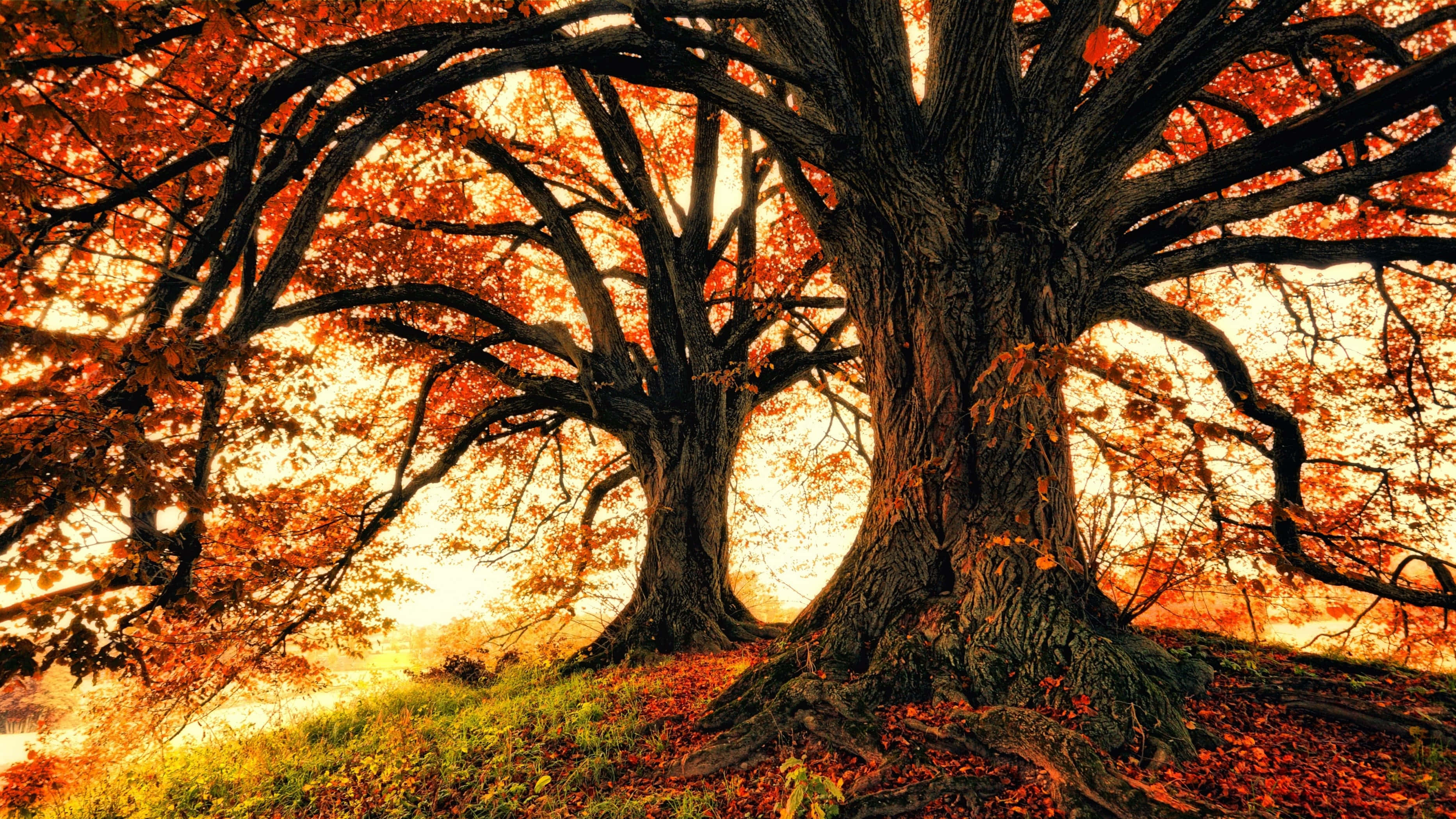 autumn trees, fiery orange leaves, glowing sunset sky, 2K Desktop Wallpaper