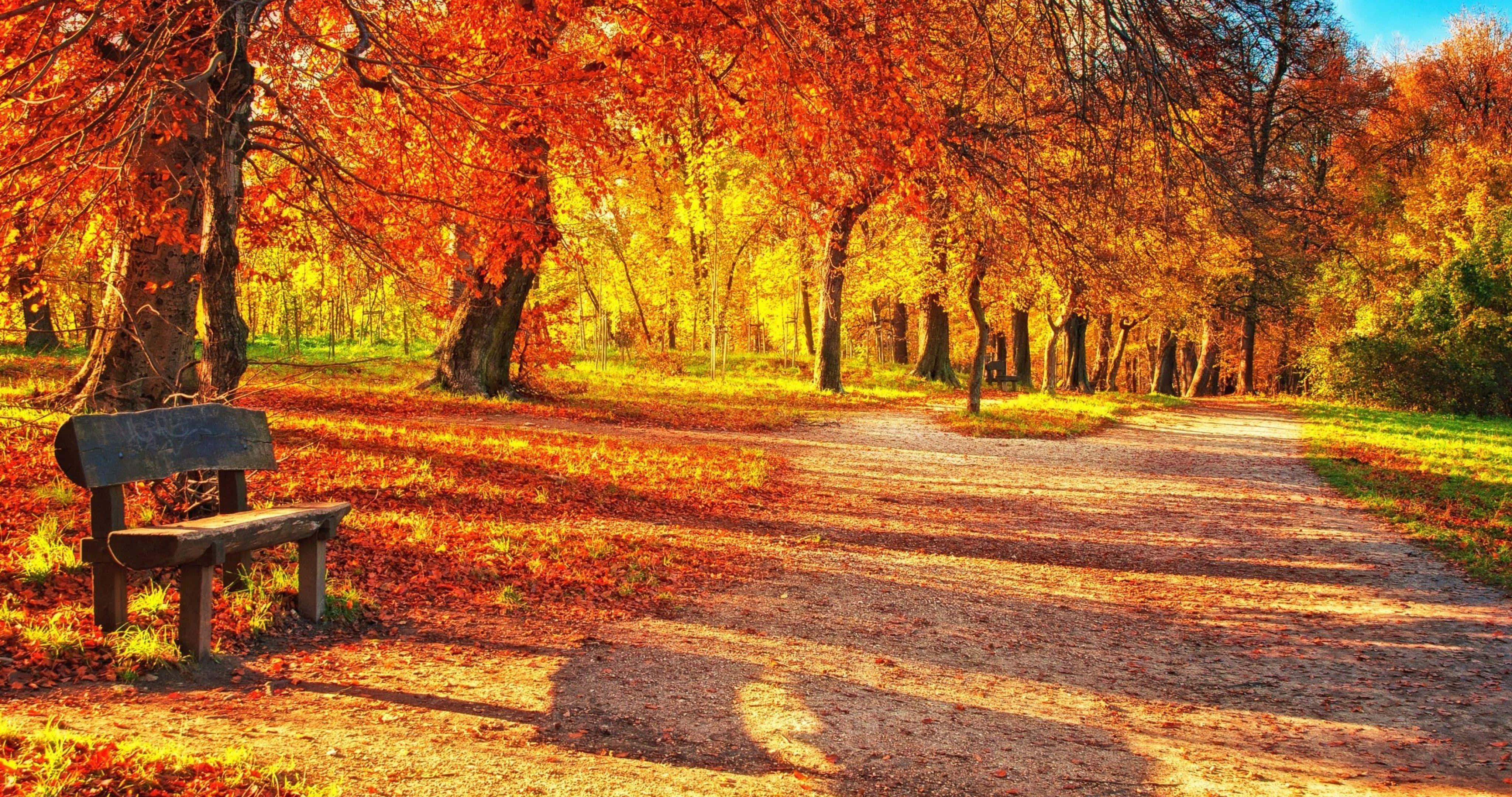wooden bench, leaf-strewn path, vibrant orange and yellow autumn trees, 4K Desktop Wallpaper