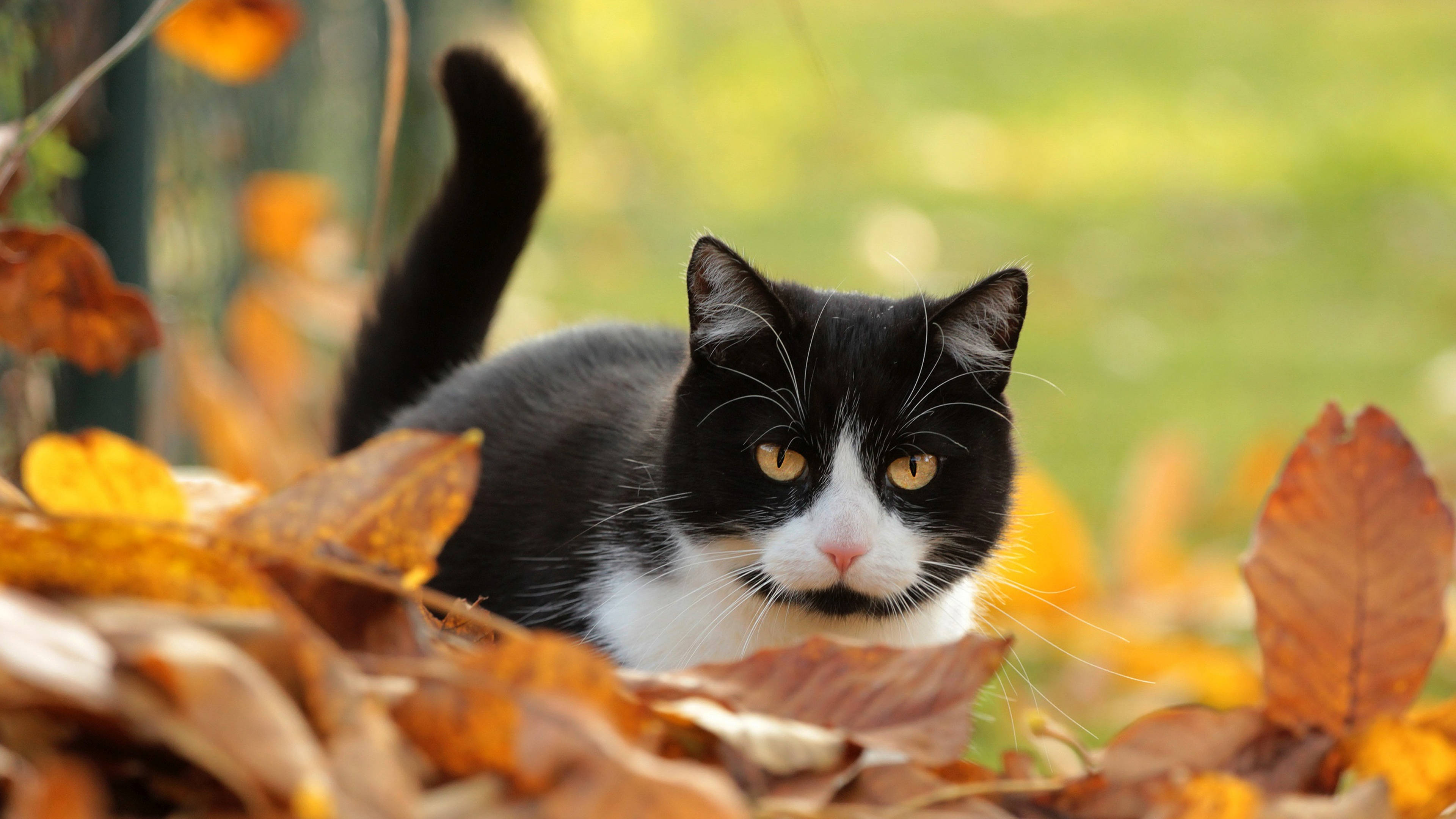 Fall Season, bicolor cat, black and white cat, 4K Desktop Wallpaper
