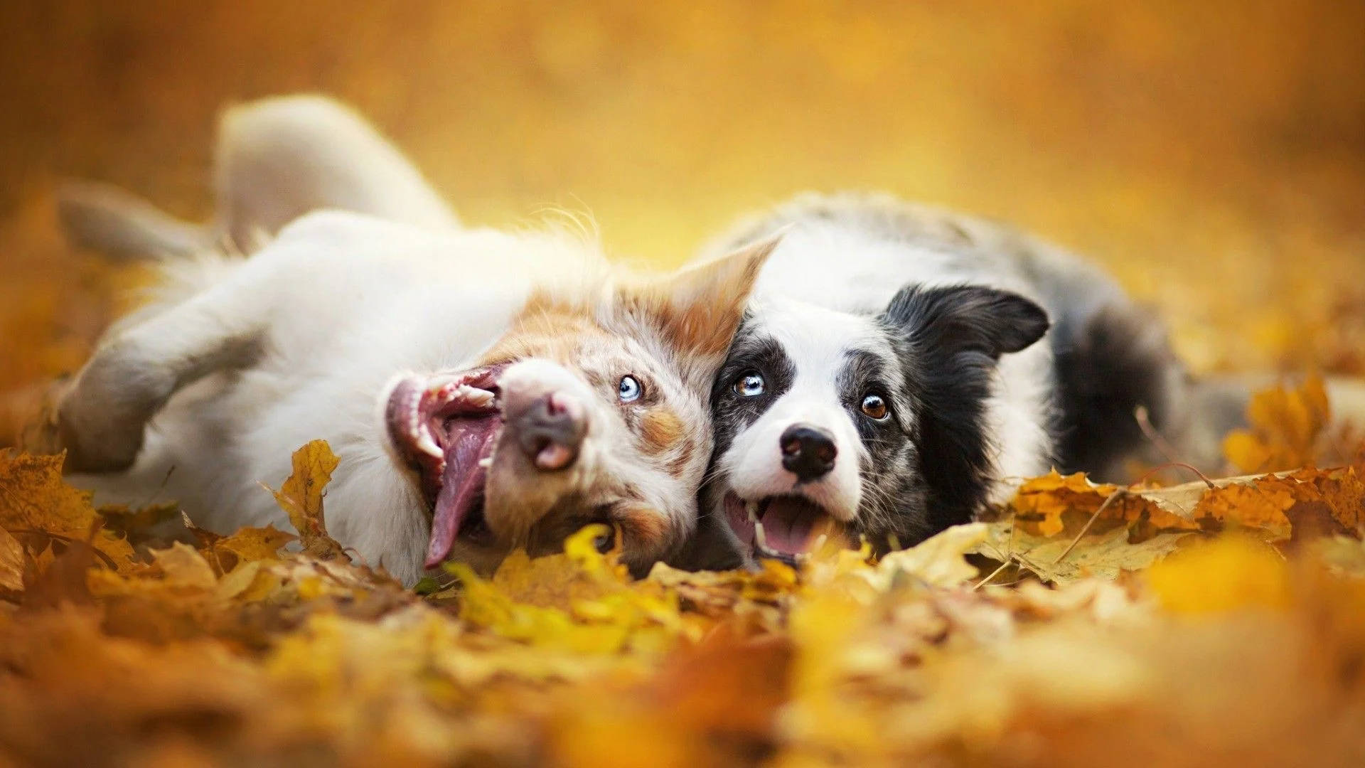 two dogs, golden autumn leaves, bright eyes, Full HD Desktop Wallpaper