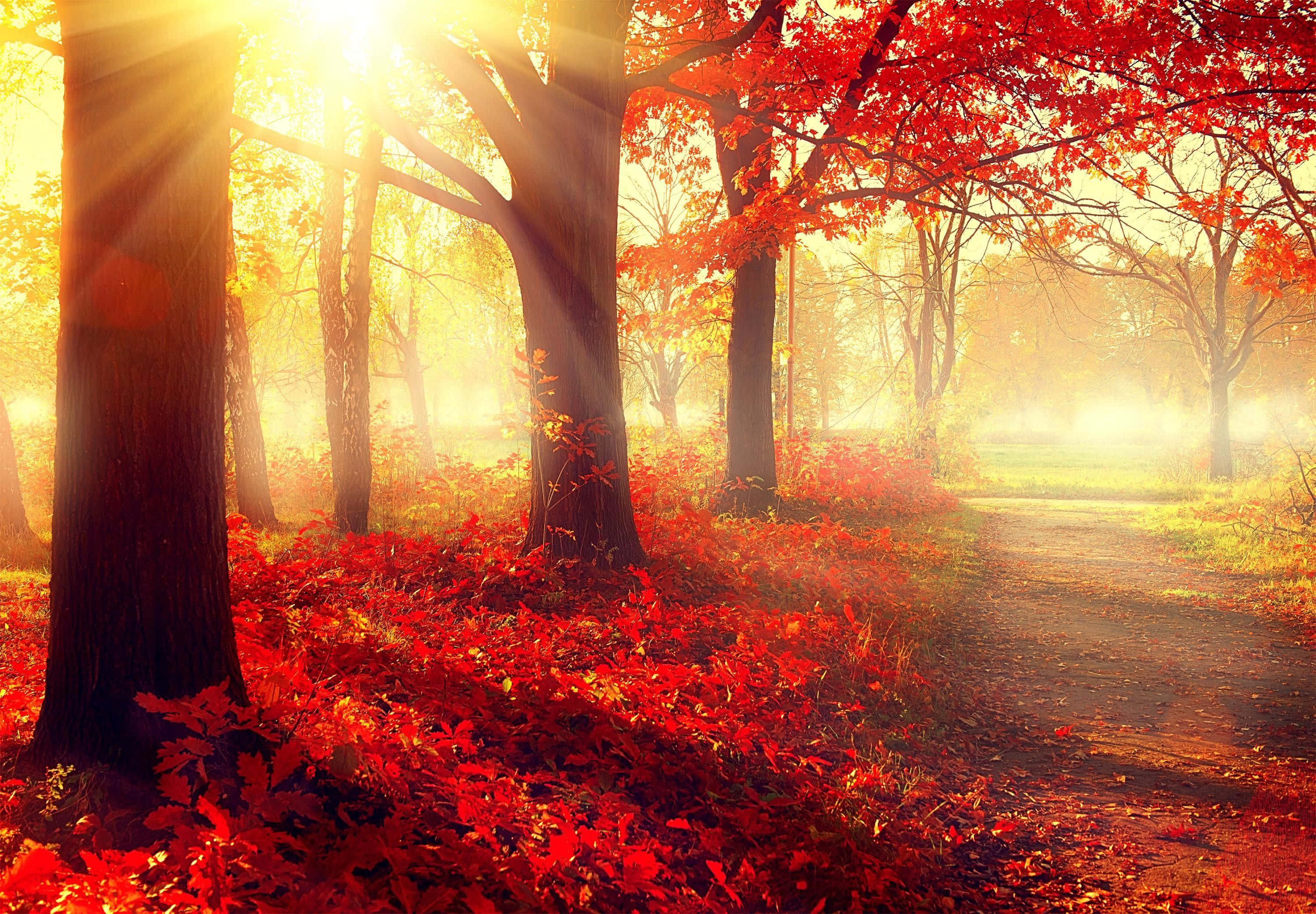 Golden sunlight, vibrant red autumn trees, misty forest path, 2K Desktop Wallpaper