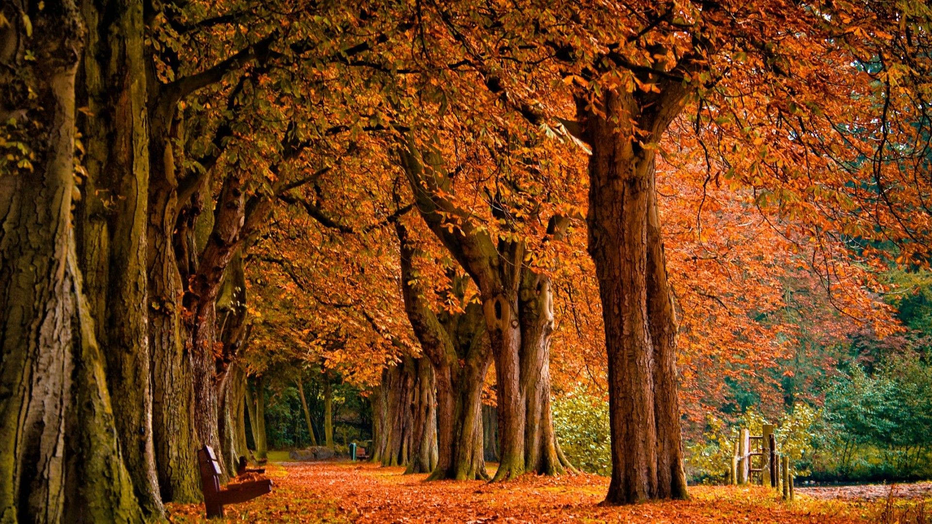 Fall Season, autumn path, towering trees, Full HD Desktop Wallpaper