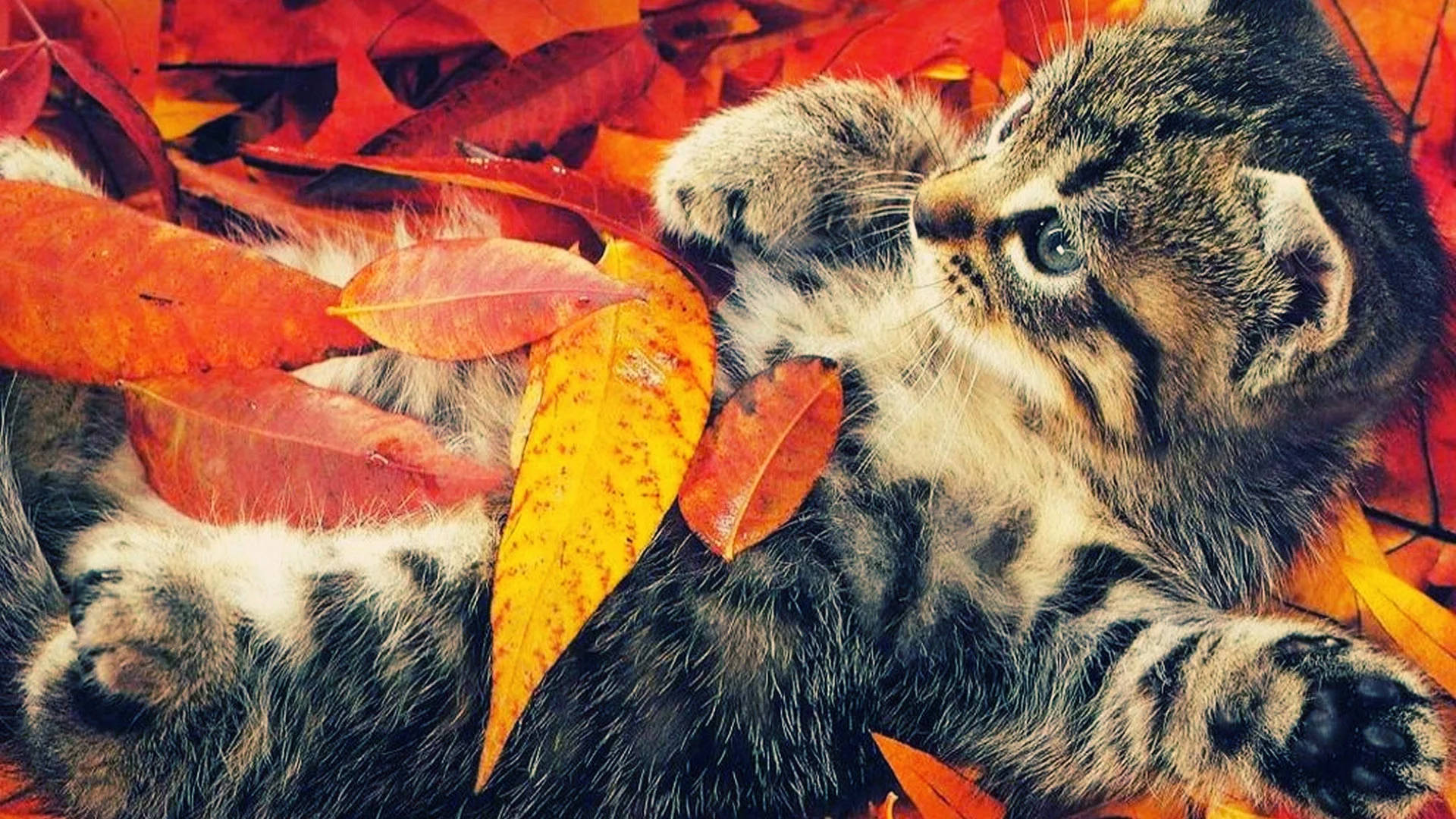 fluffy tabby kitten, vibrant orange and red autumn leaves, autumn, Full HD Desktop Wallpaper