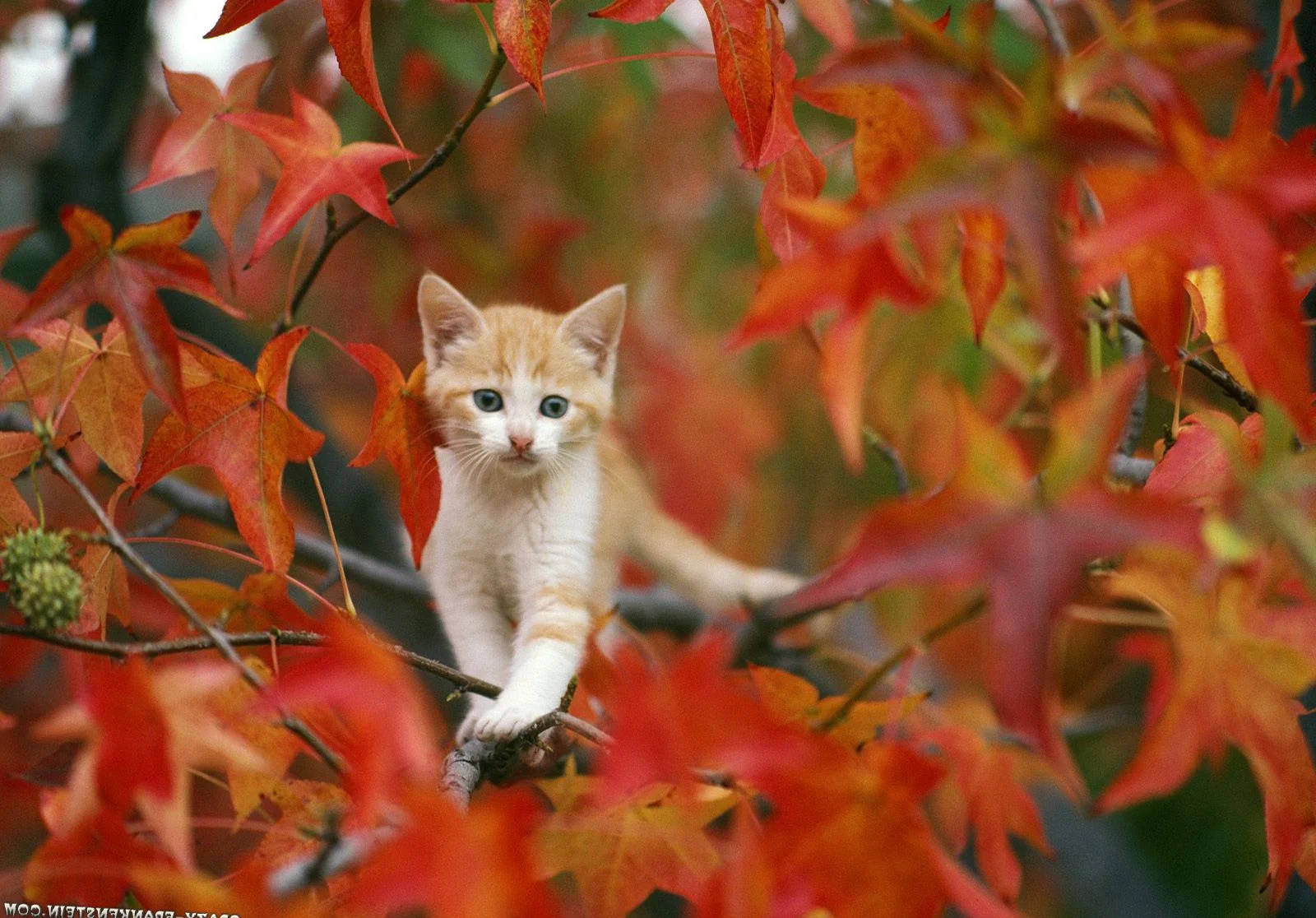 Fall Season, ginger kitten, bright blue eyes, HD Desktop Wallpaper