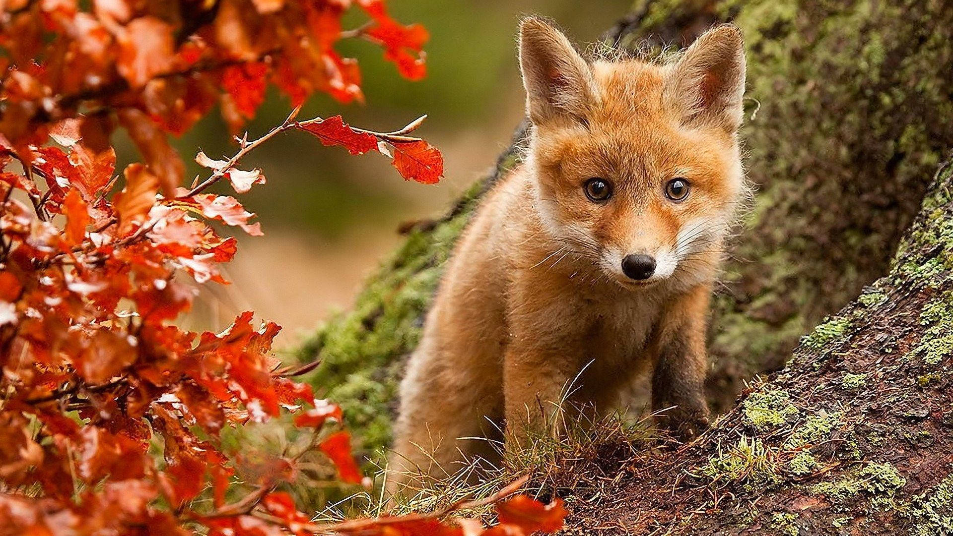 red fox, autumn leaves, mossy tree trunk, Full HD Desktop Wallpaper