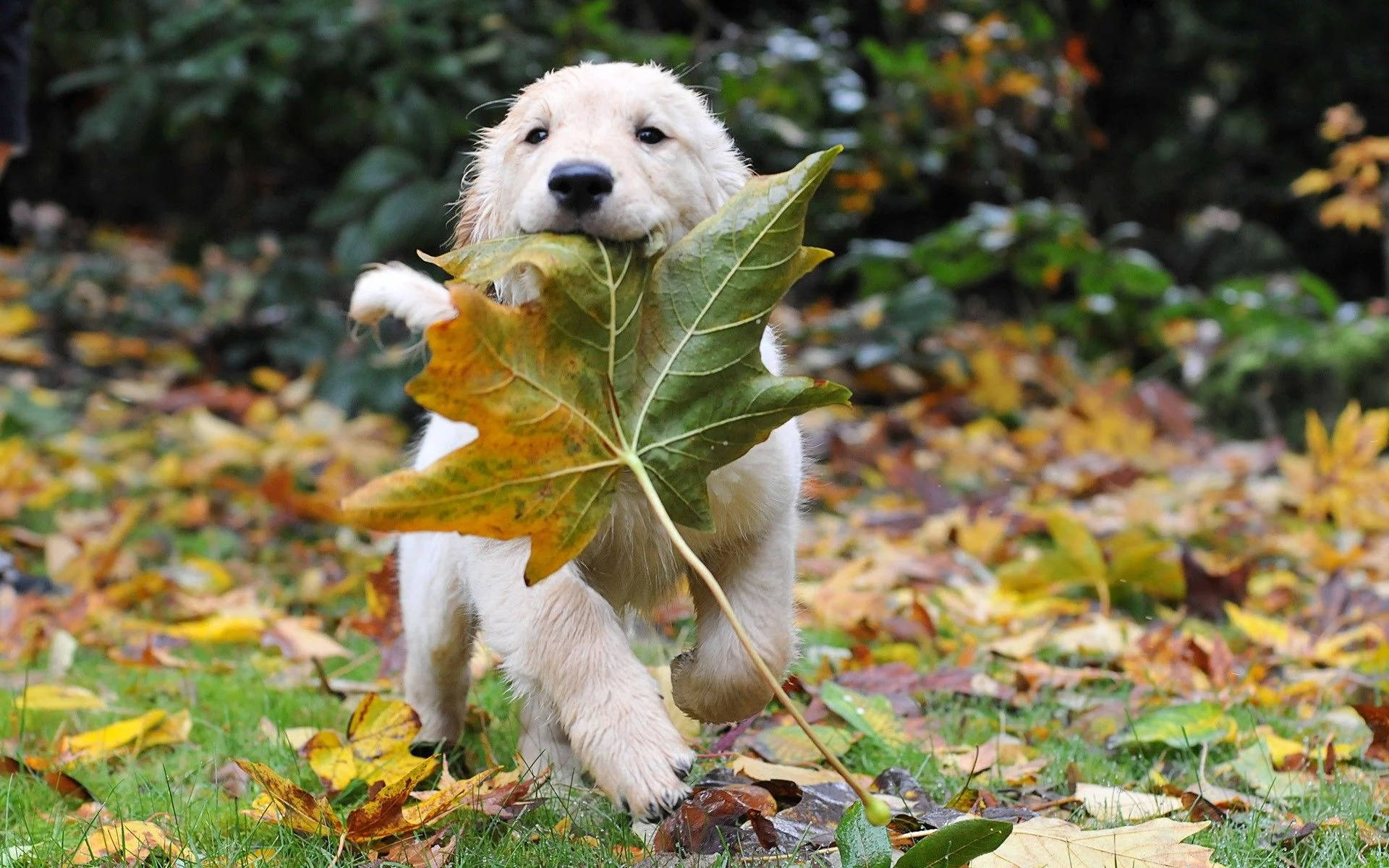 Fall Season Dog, golden retriever puppy, green and yellow maple leaf, Full HD Desktop Wallpaper