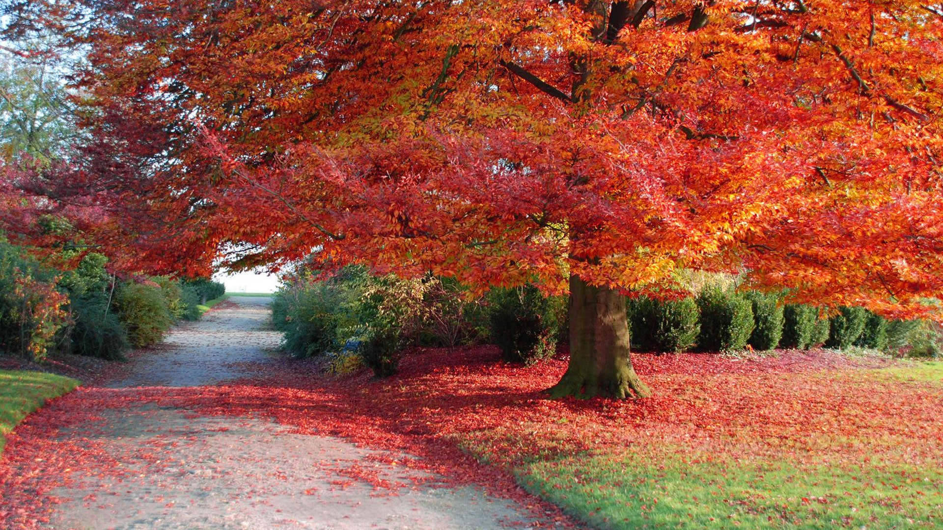 Fall Season, wilted trees, vibrant red autumn leaves, Full HD Desktop Wallpaper