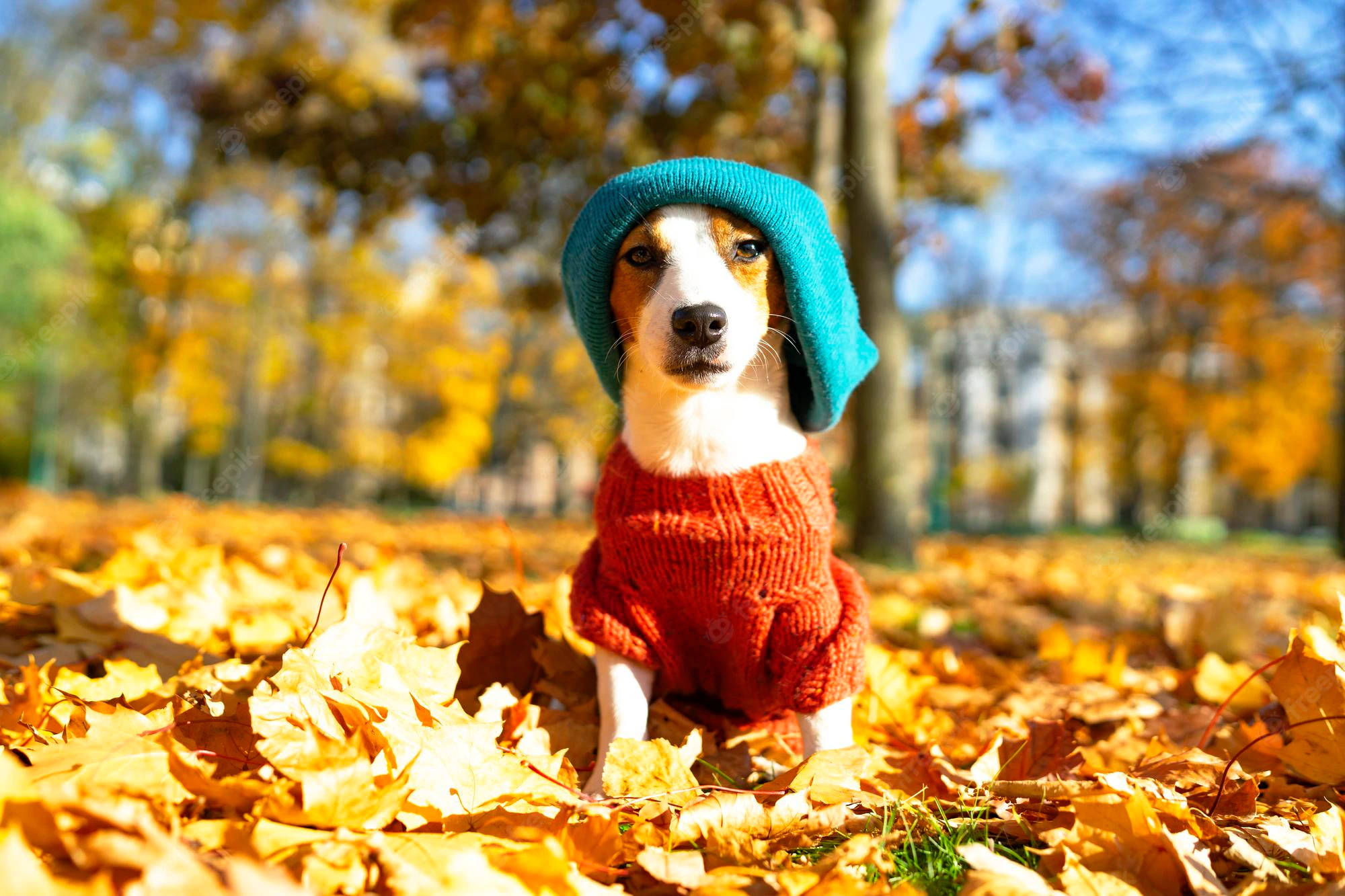 beagle, teal knit hat, red sweater, Full HD Desktop Wallpaper