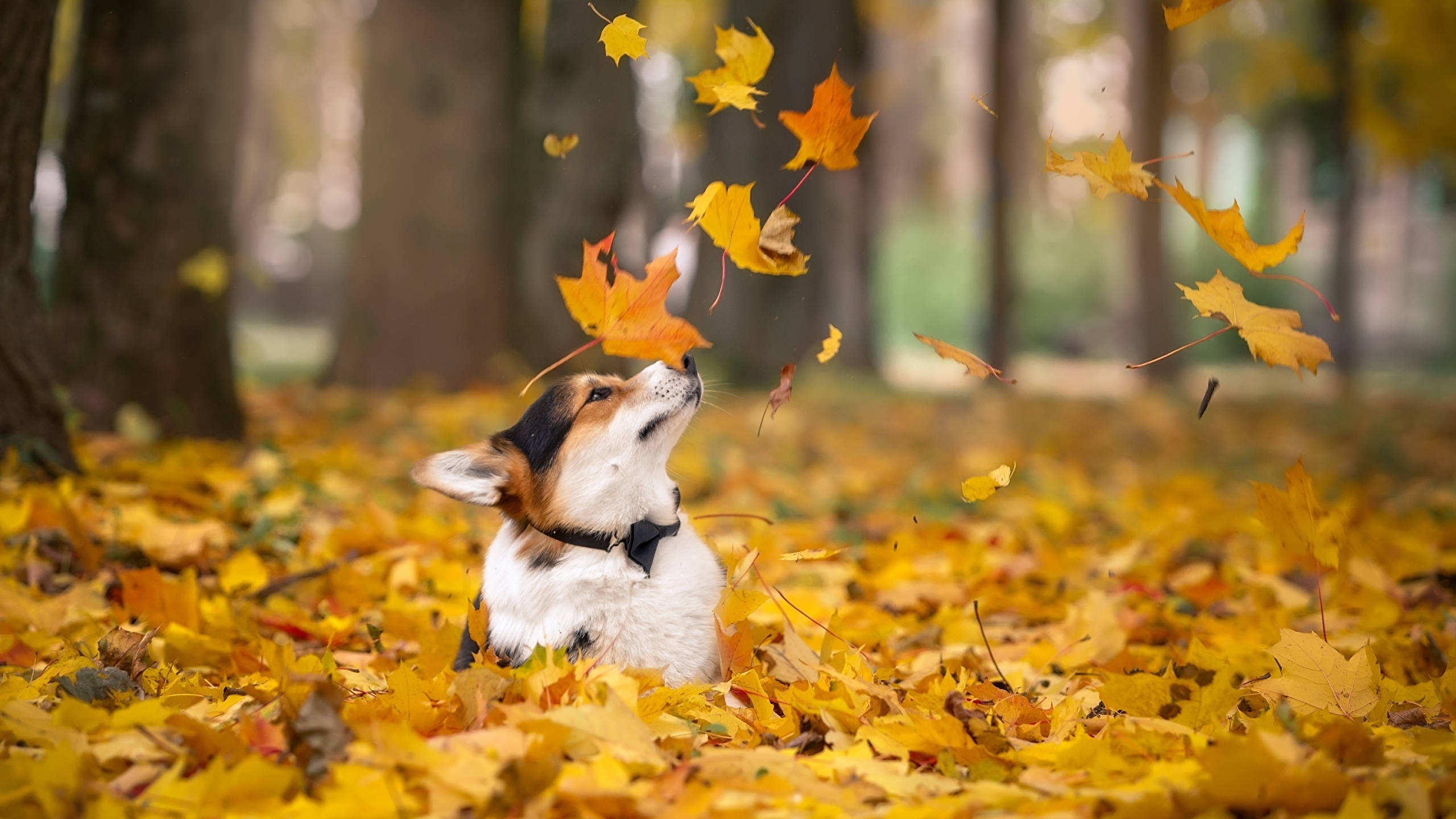 corgi, golden autumn forest, maple leaves, 2K Desktop Wallpaper