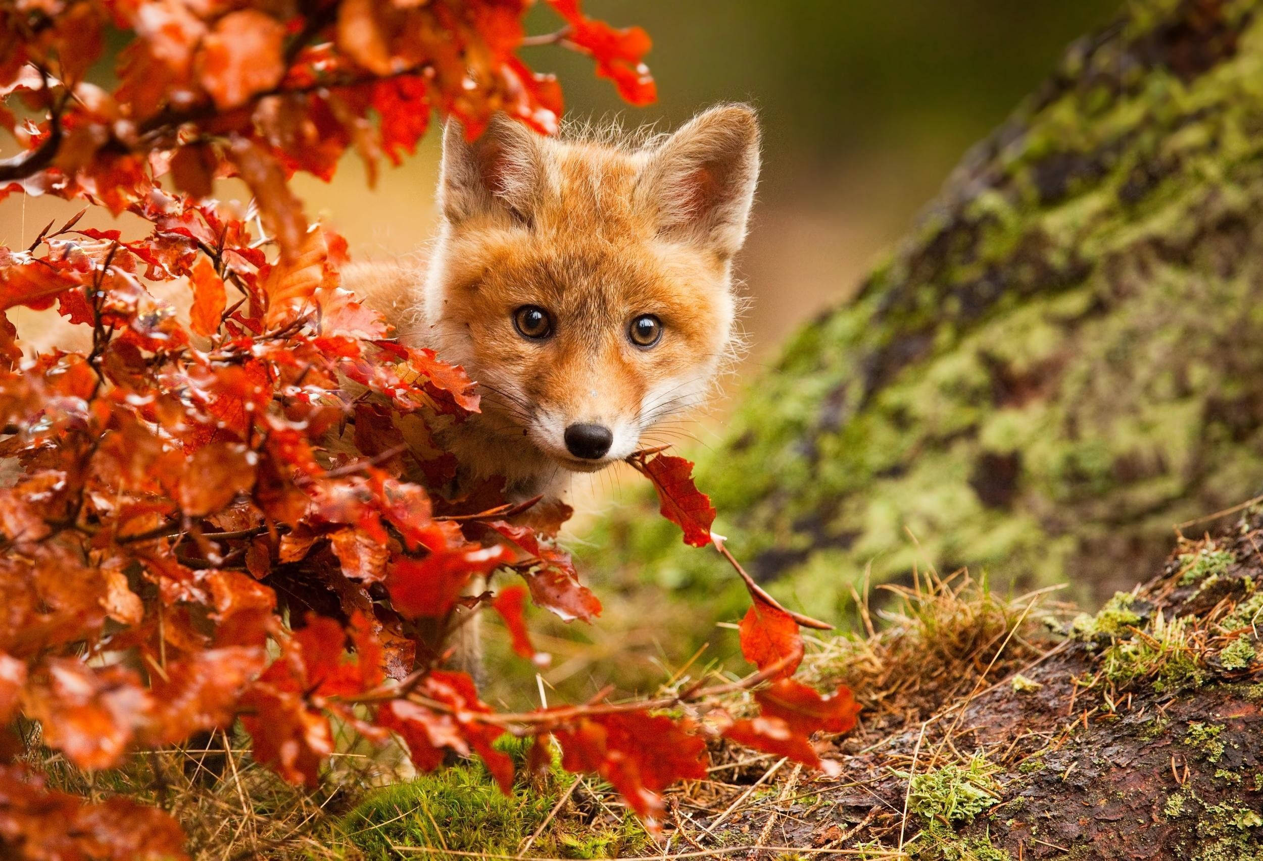 baby fox, vibrant red autumn leaves, mossy tree trunk, Full HD Desktop Wallpaper