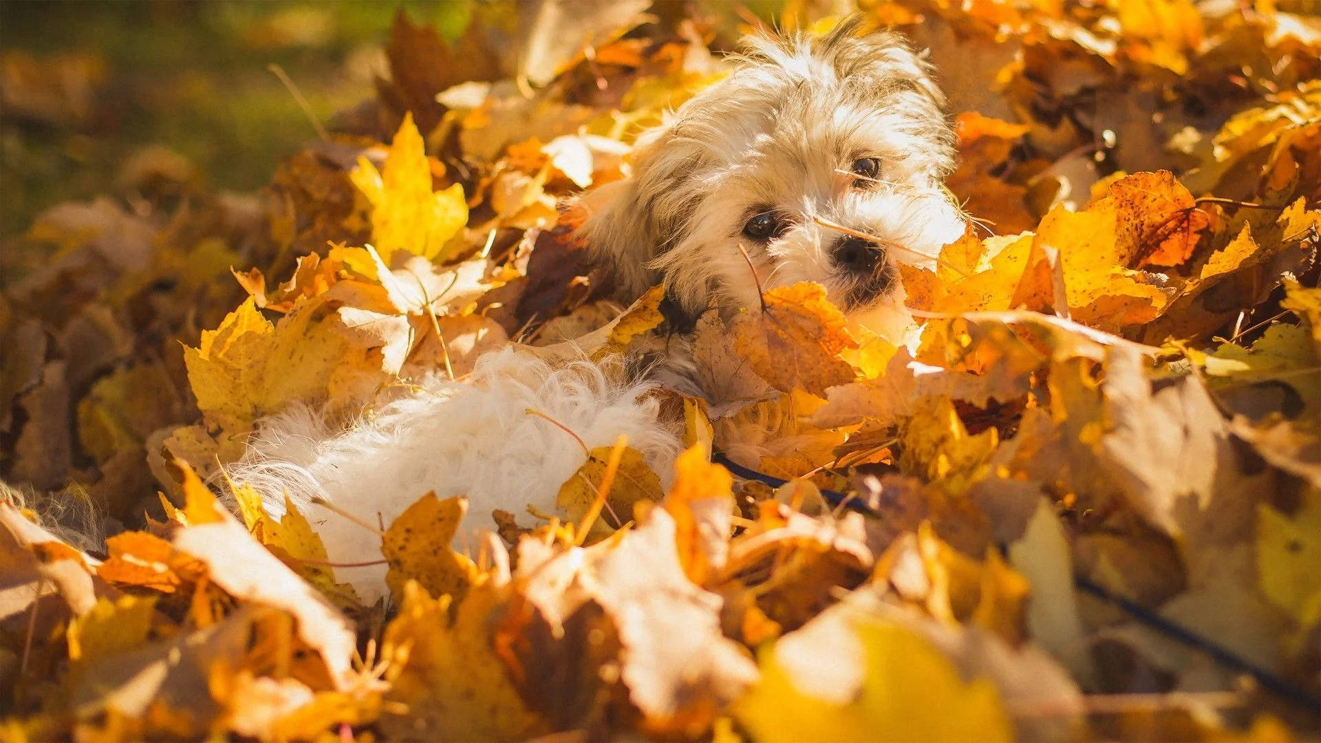 Morkie Dog, golden autumn leaves, warm sunlight, Full HD Desktop Wallpaper