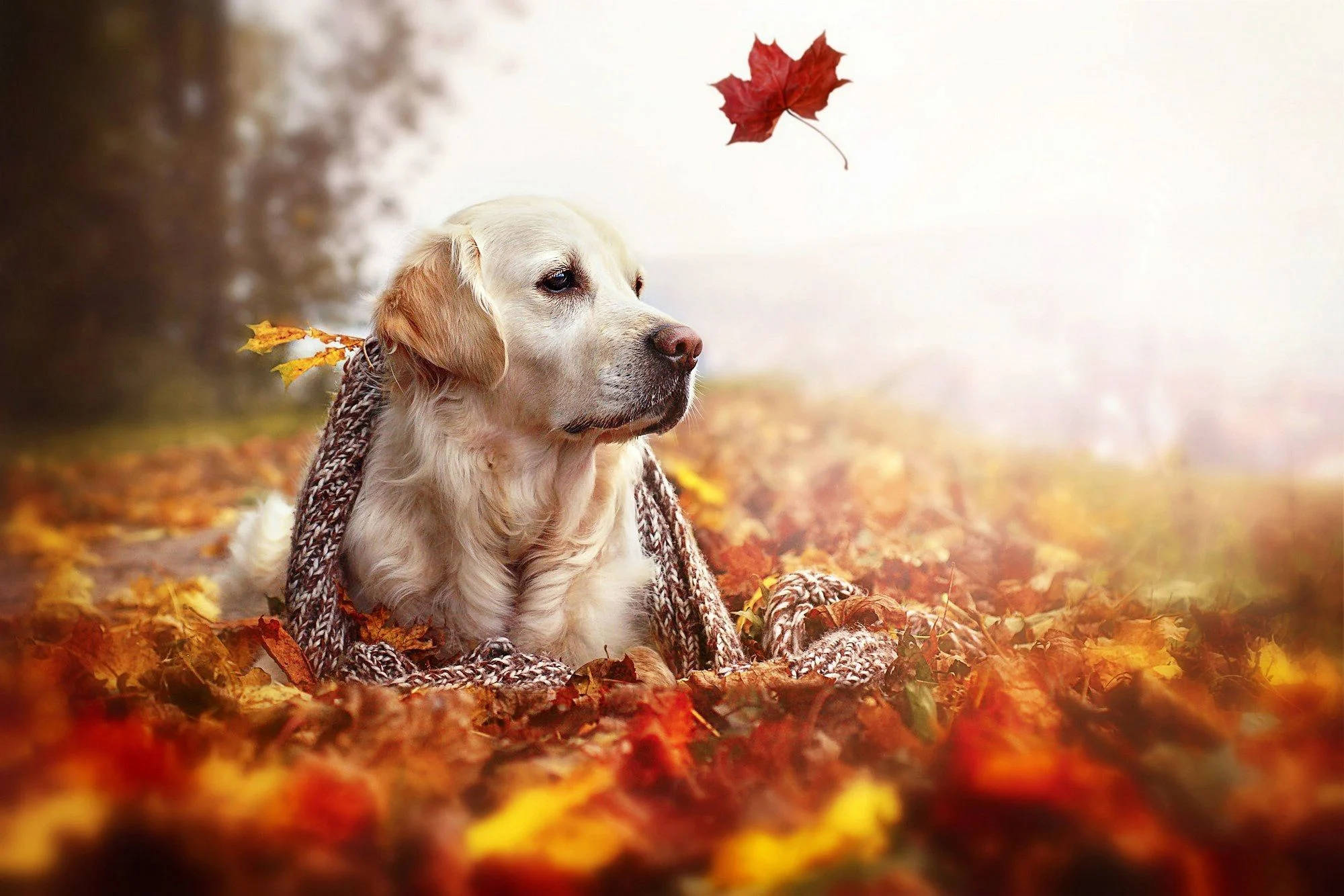 golden retriever, cozy knit scarf, vibrant autumn leaves, Full HD Desktop Wallpaper