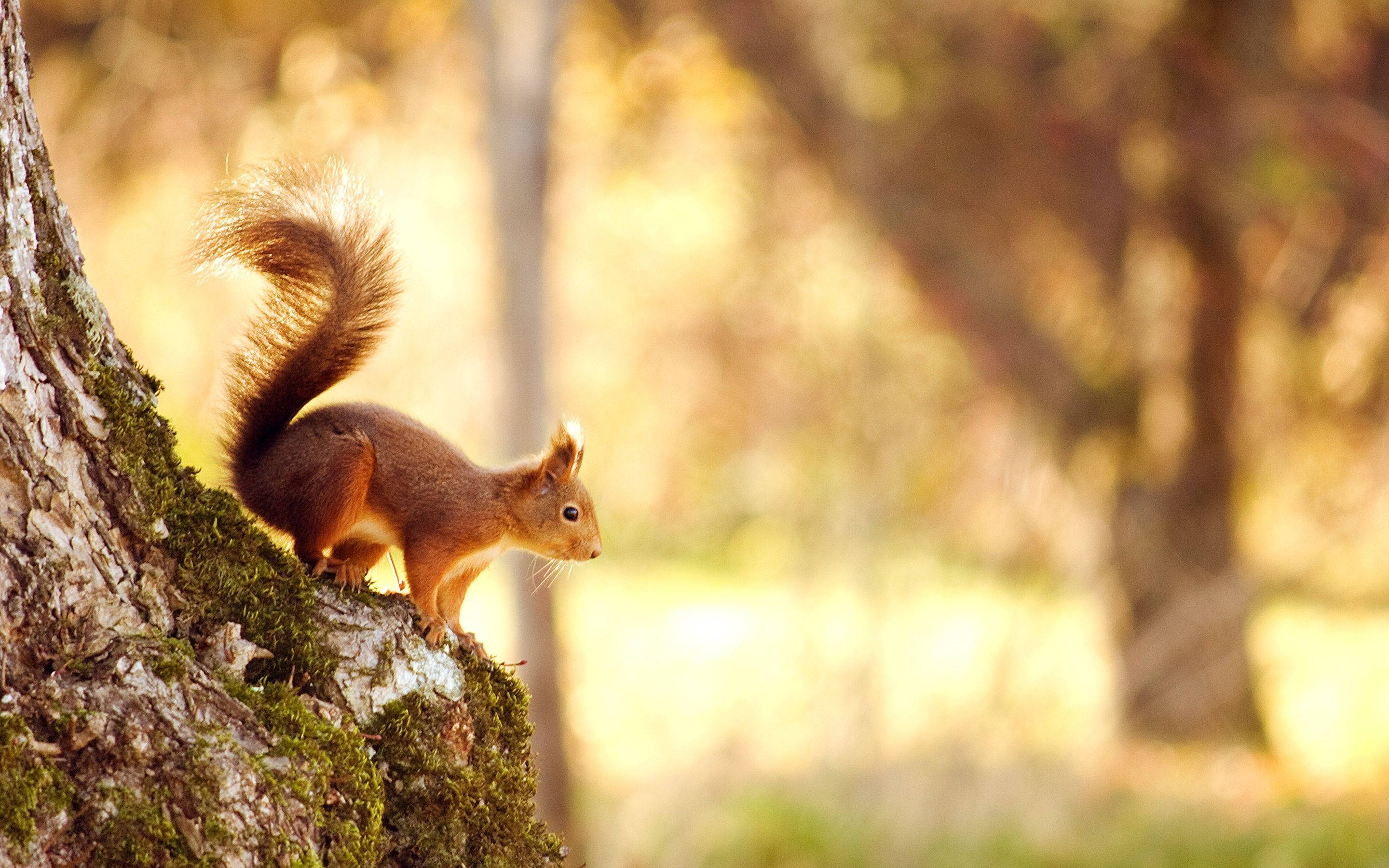 red squirrel, mossy tree trunk, sunlit autumn forest, 2K Desktop Wallpaper