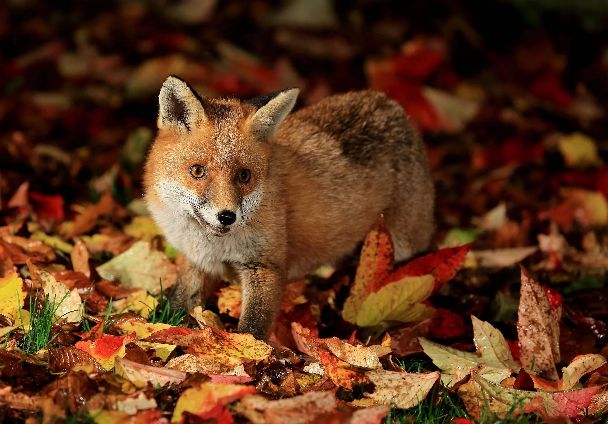 red fox, autumn leaves, forest floor, 2K Desktop Wallpaper