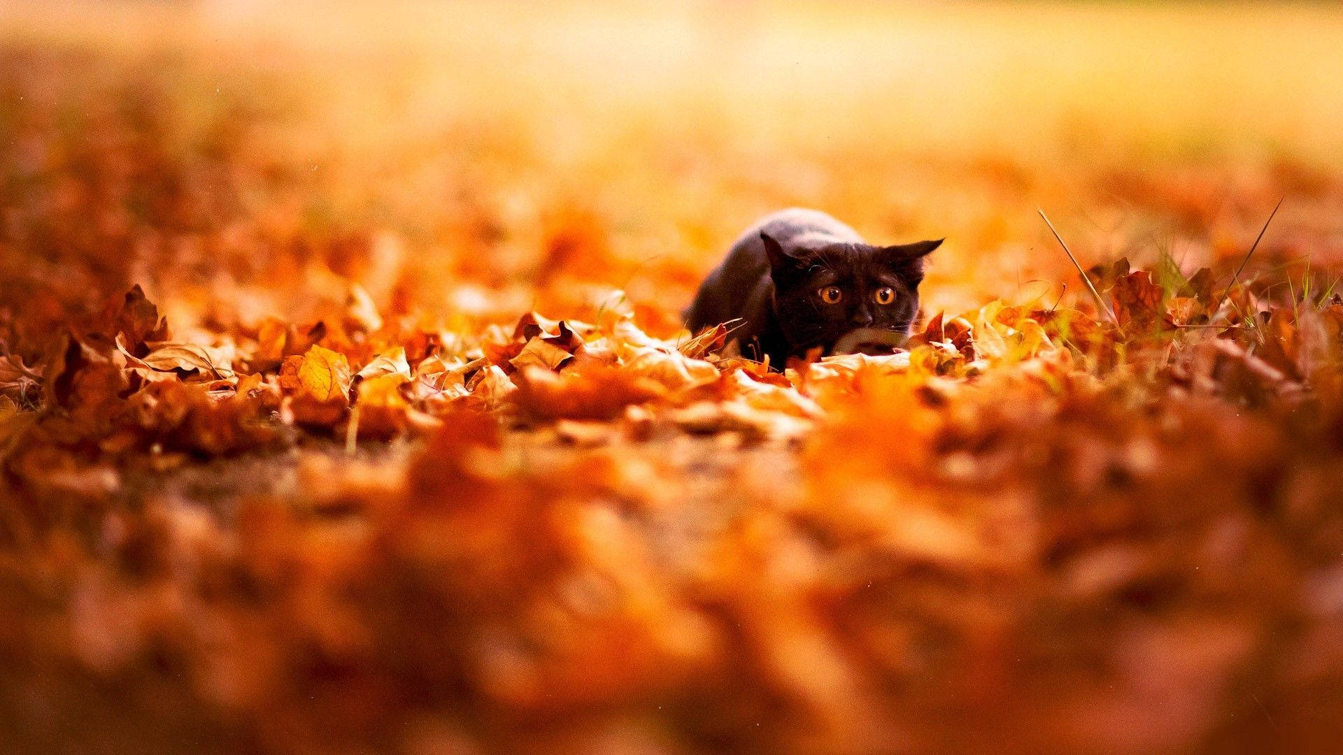 black cat, golden autumn leaves, warm sunlight, Full HD Desktop Wallpaper