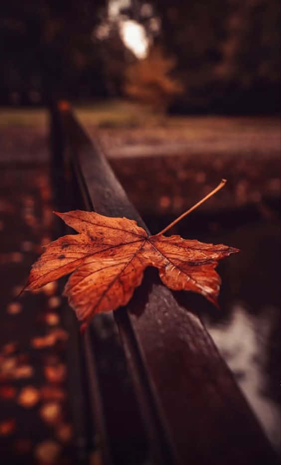 autumn maple leaf, dark wooden railing, blurred golden foliage, SD Phone Wallpaper