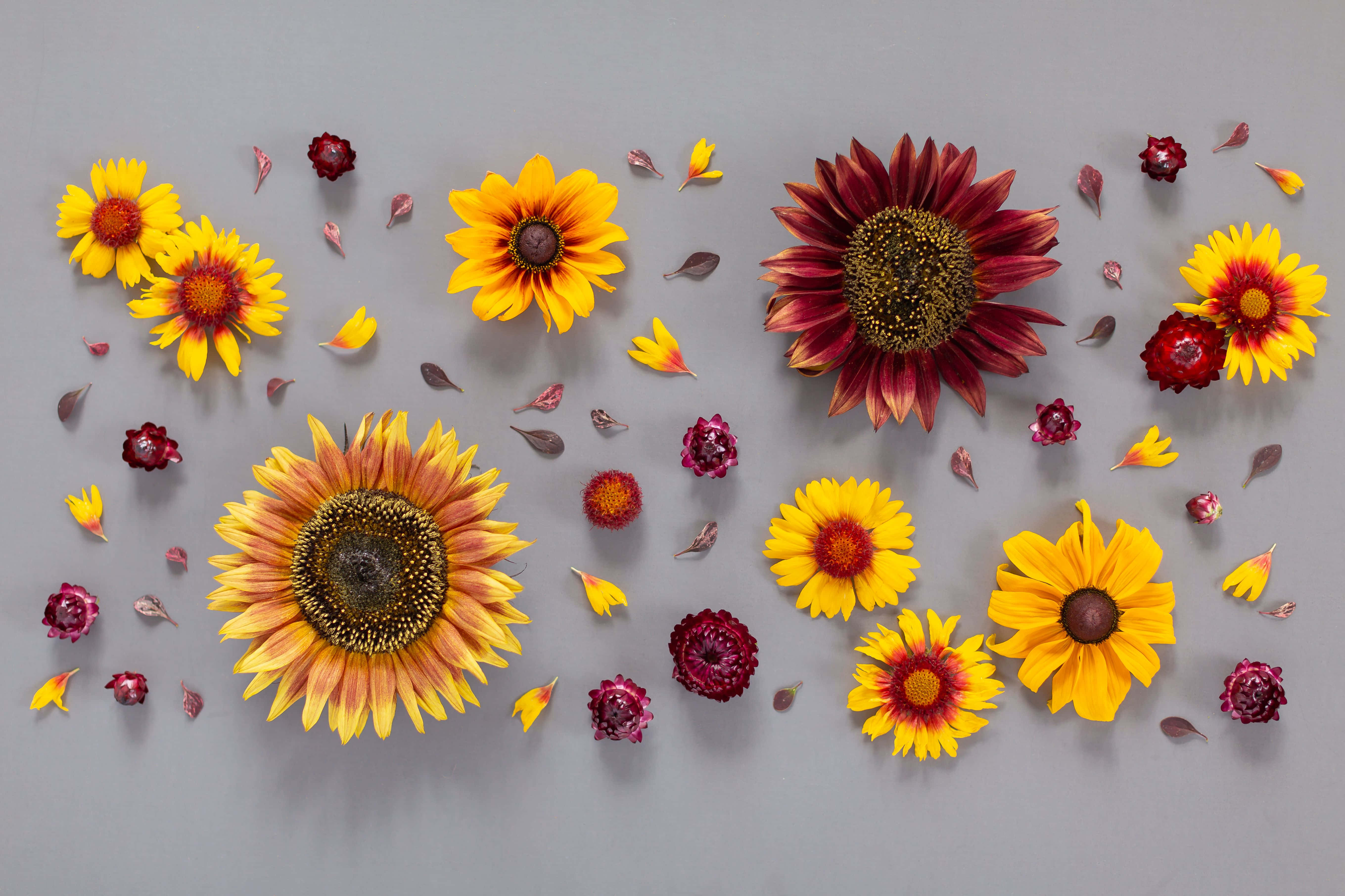 autumn sunflowers, dried flowers, maroon blooms, 5K Desktop Wallpaper
