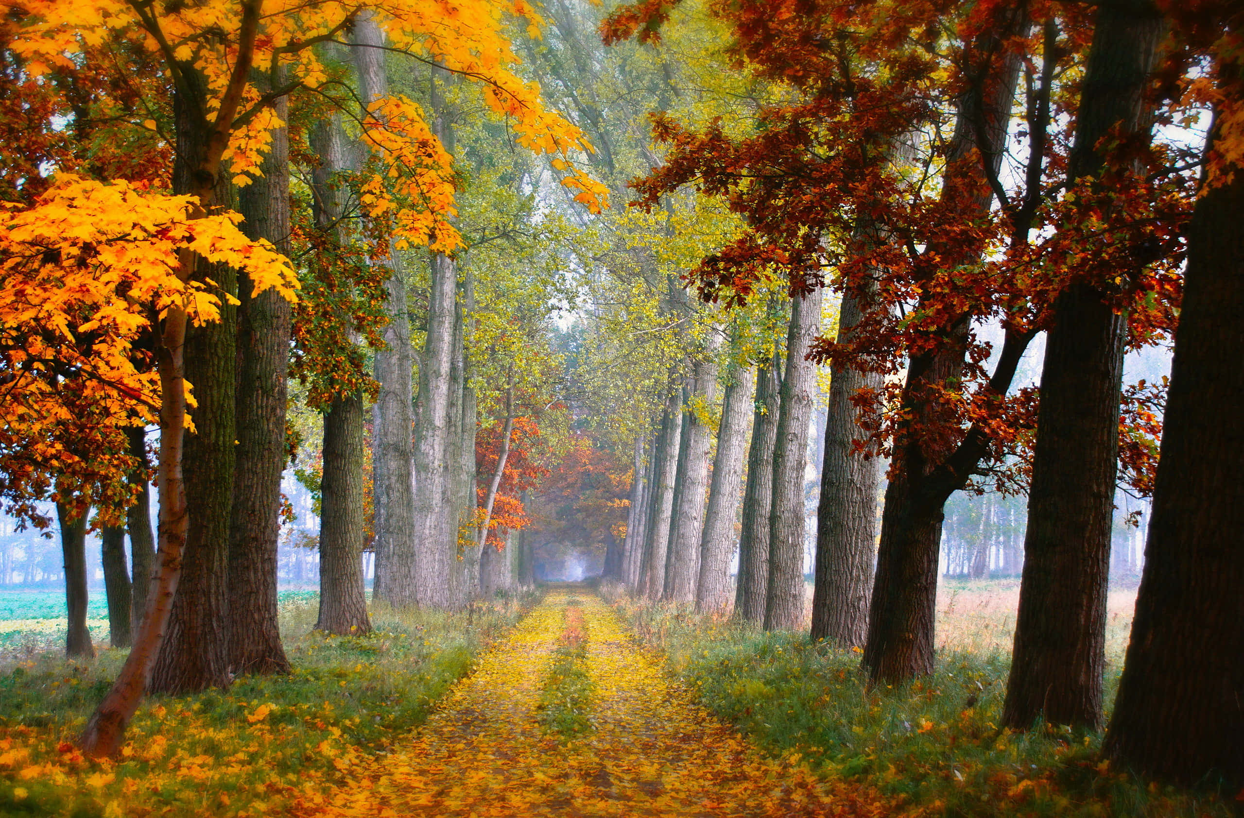 autumnal pathway aesthetic, misty autumn path, tall trees, 2K Desktop Wallpaper