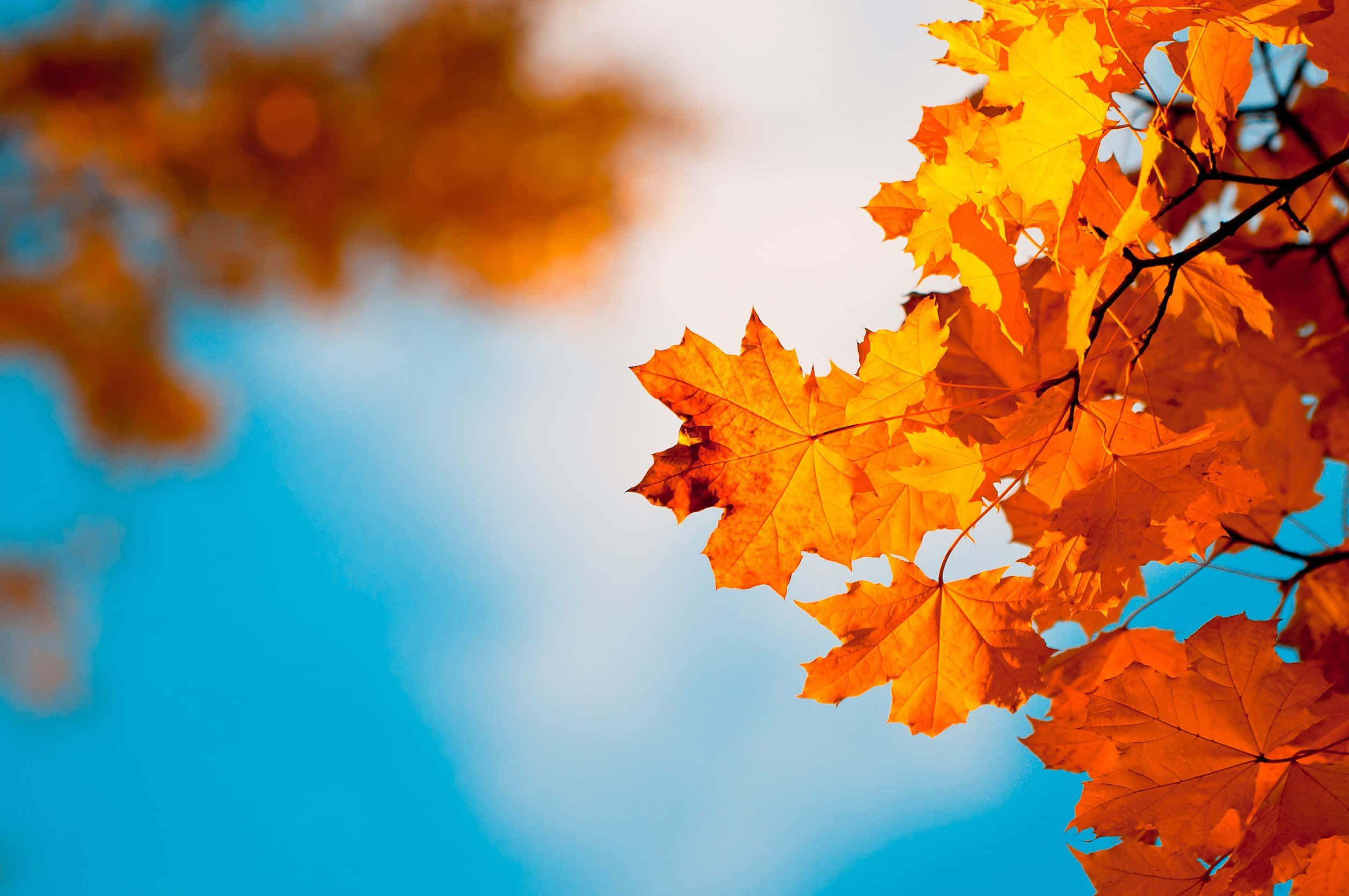 autumn leaves, blue sky, bright blue sky, Full HD Desktop Wallpaper