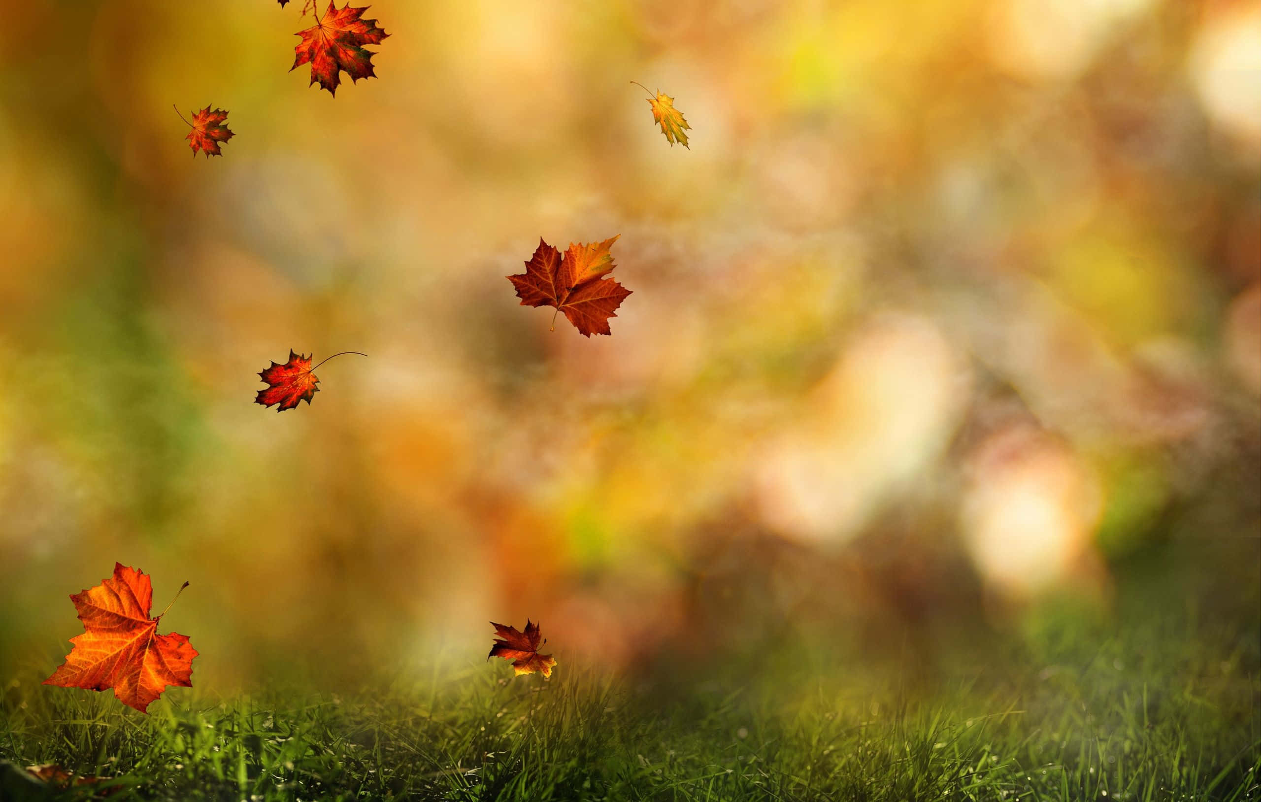 maple leaves, red and orange, golden sunlight, 2K Desktop Wallpaper