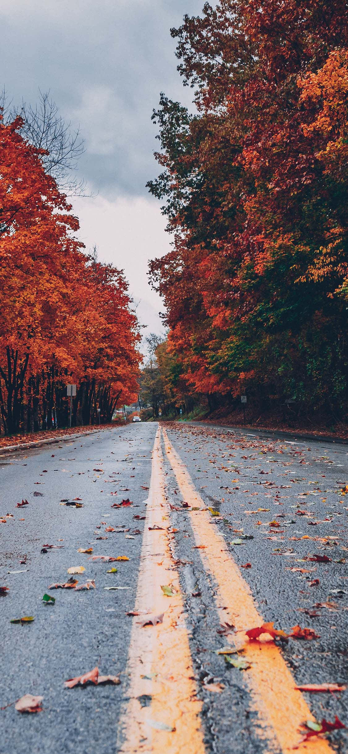 autumn road, vibrant orange and red autumn trees, wet asphalt road, Full HD Phone Wallpaper