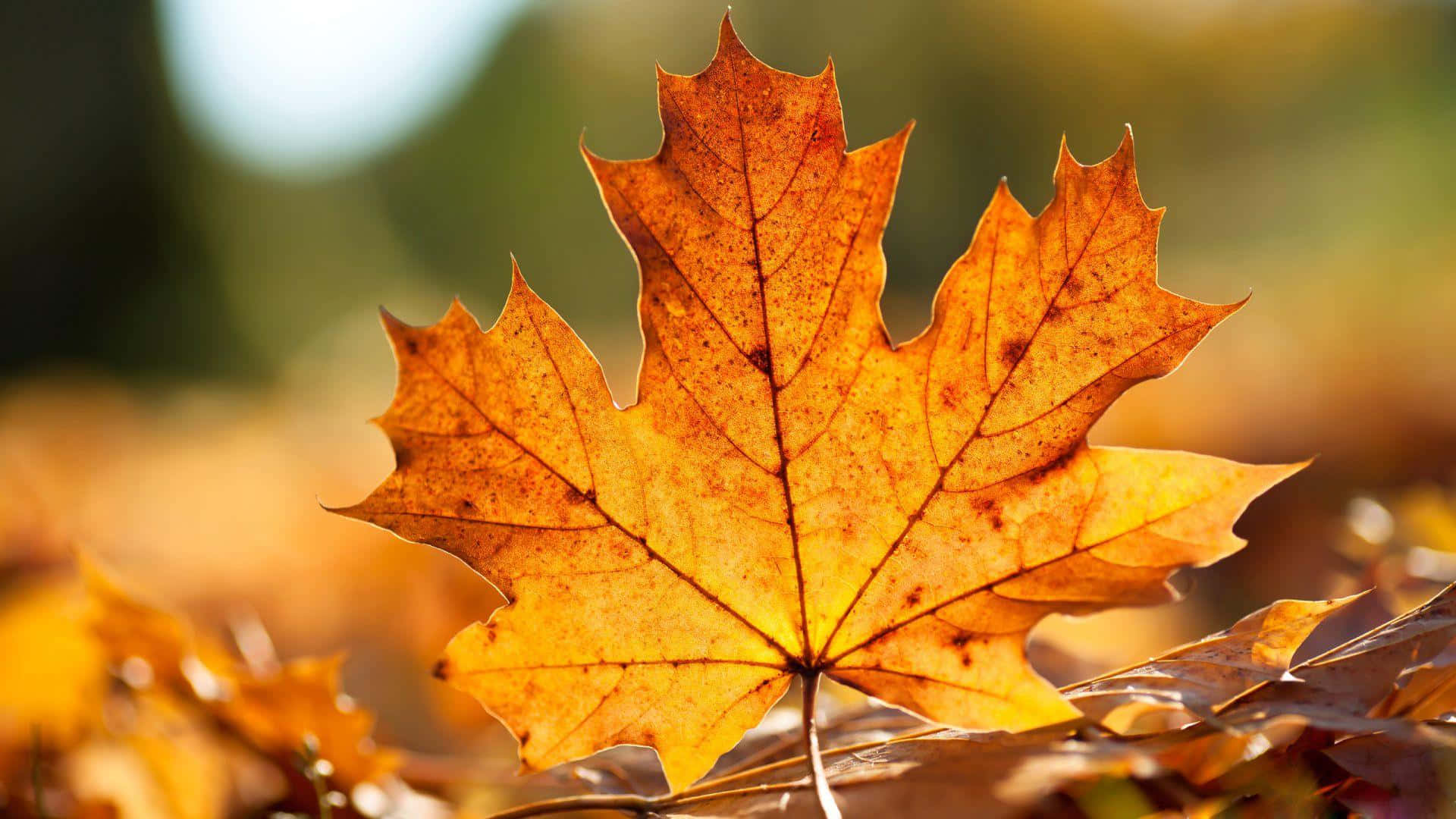 autumn maple leaf, vibrant orange, detailed veins, Full HD Desktop Wallpaper